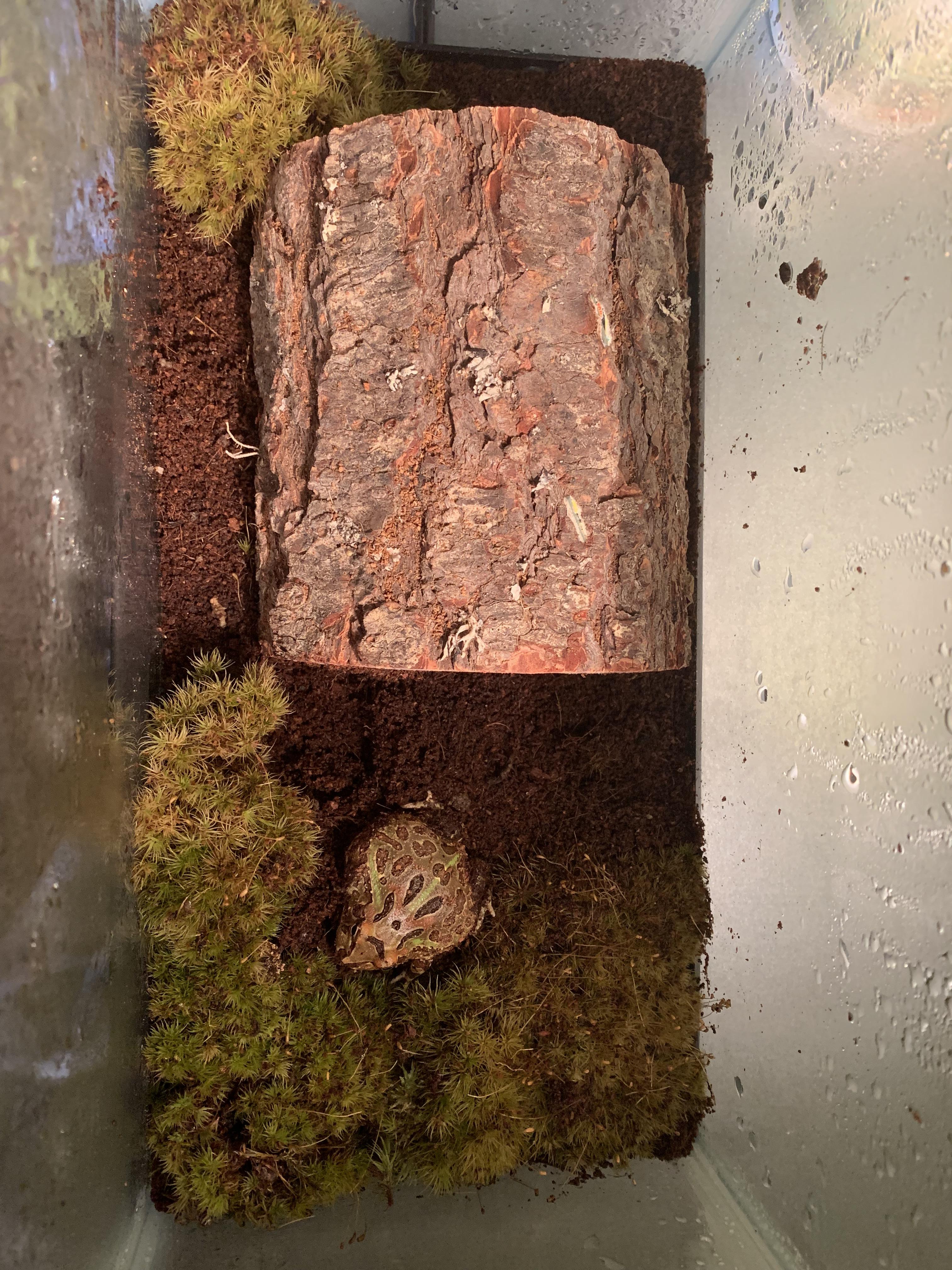 Good enclosure for my packman? He has a heating pad and live moss for