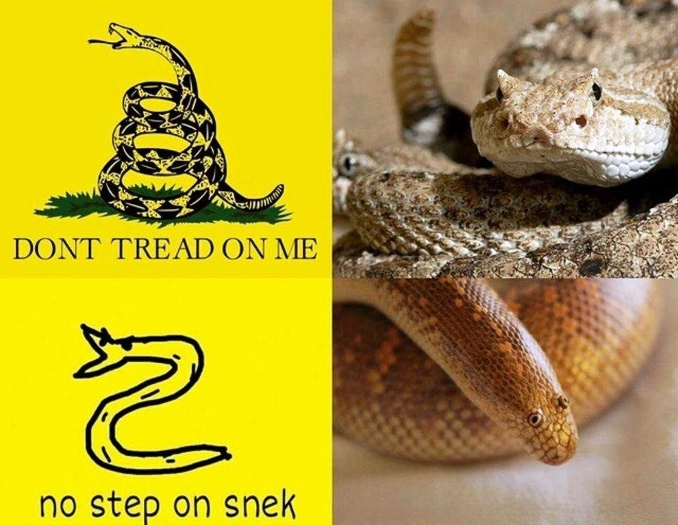 The Arabian Sand Boa memes