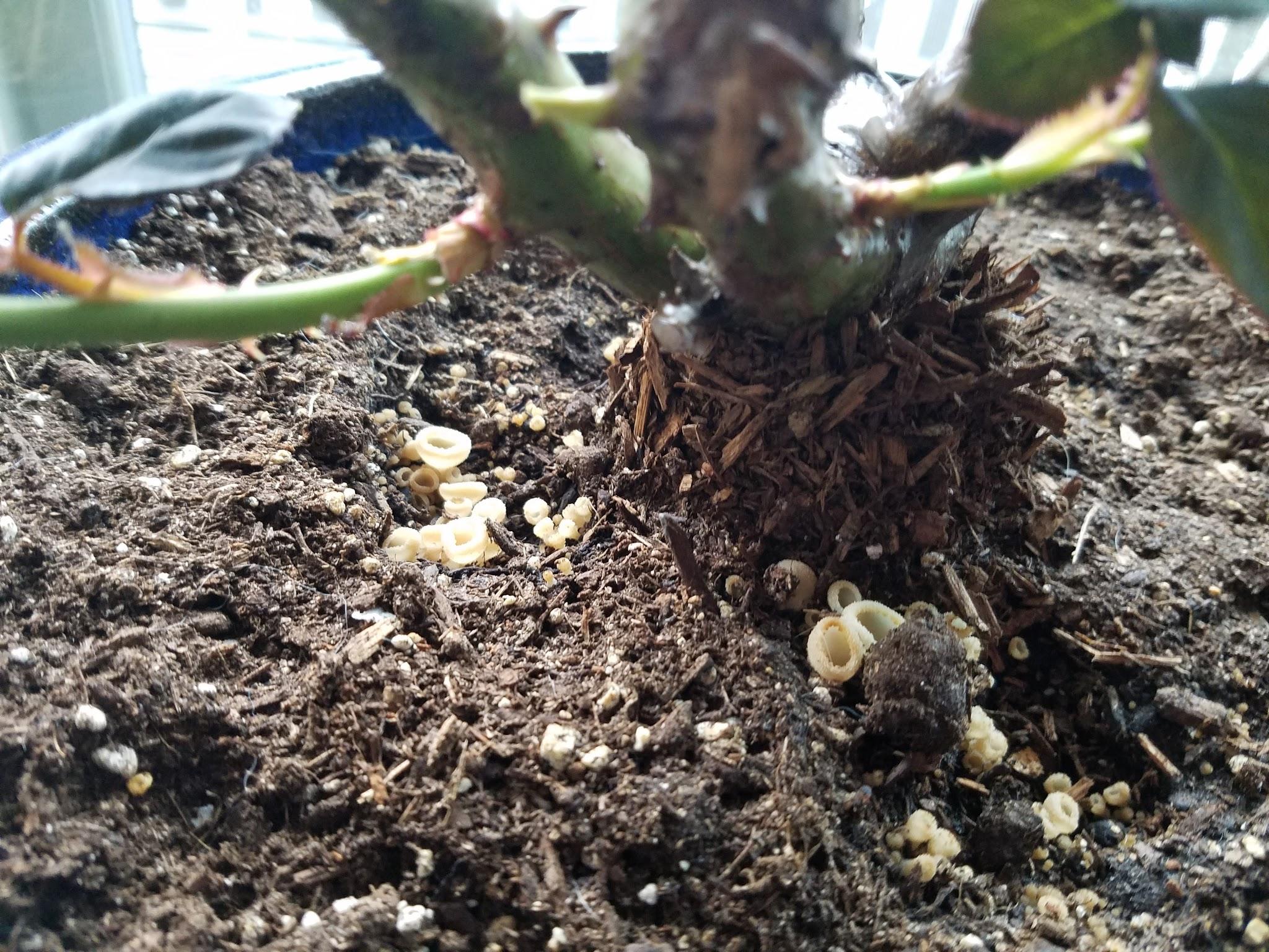 What is this? It looks like pasta shells, grew overnight on my rosebush