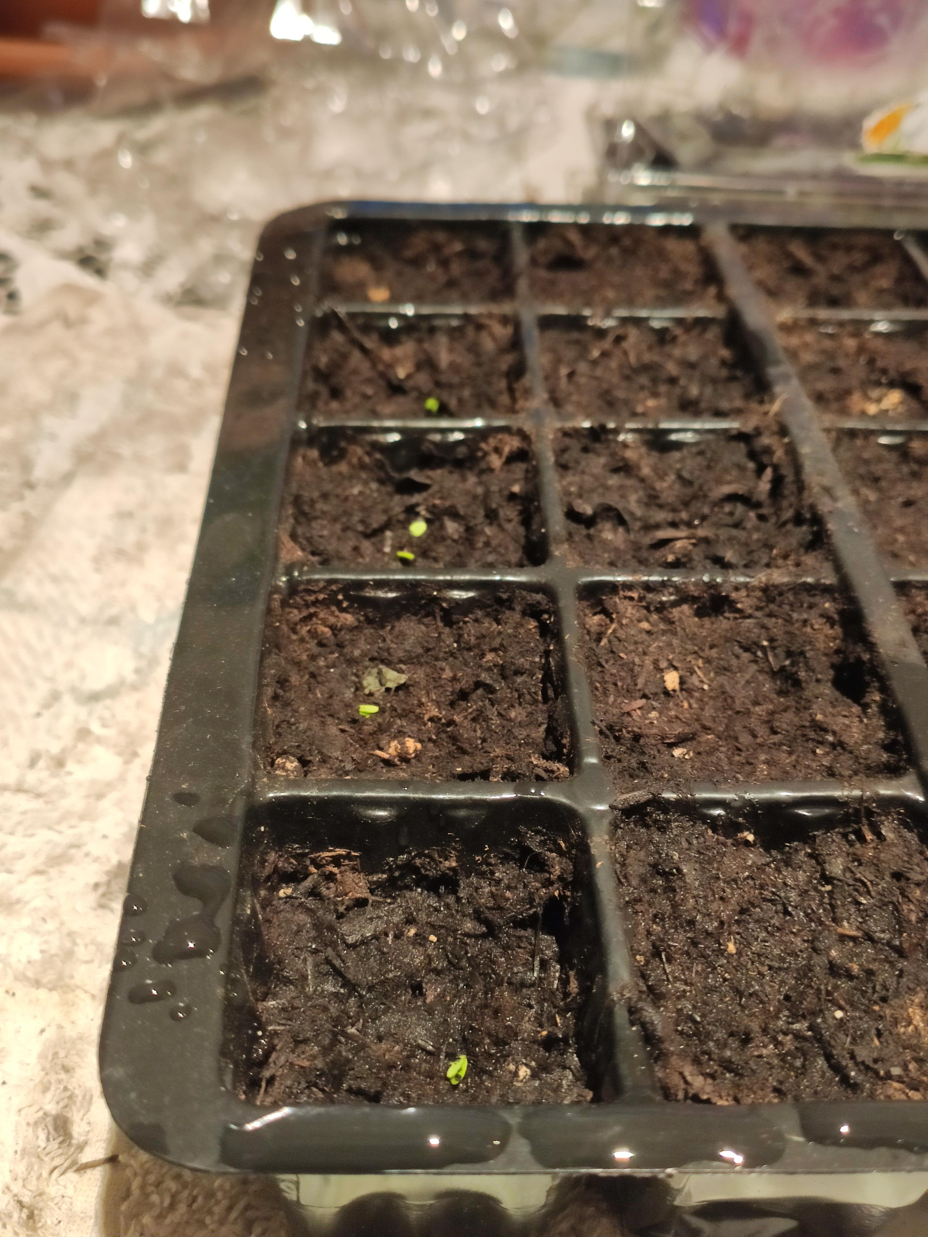 Finally! My Basil seeds are sprouting r/gardening