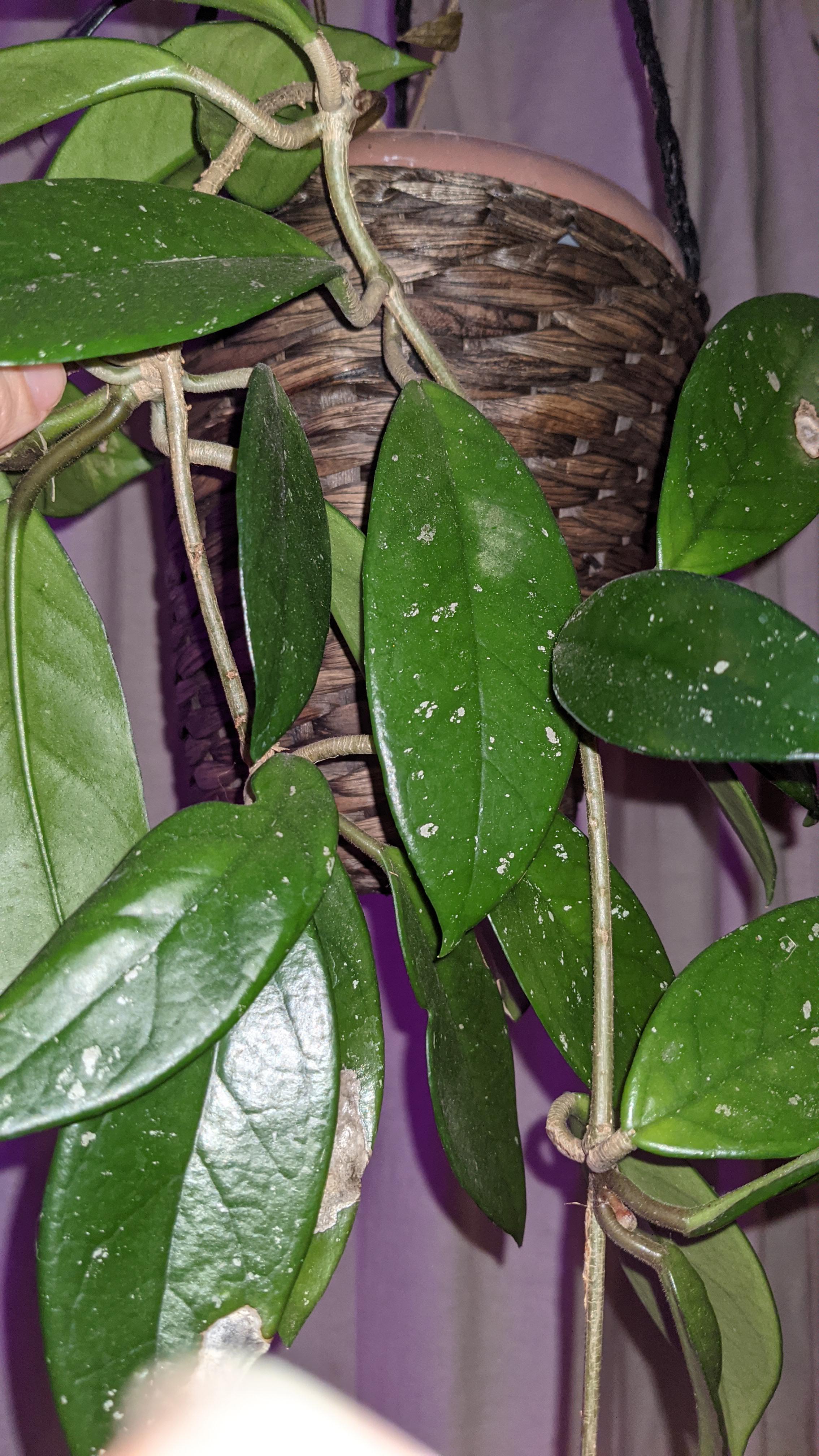 Rescue hoya. What kind? And what are these white spots? r/hoyas