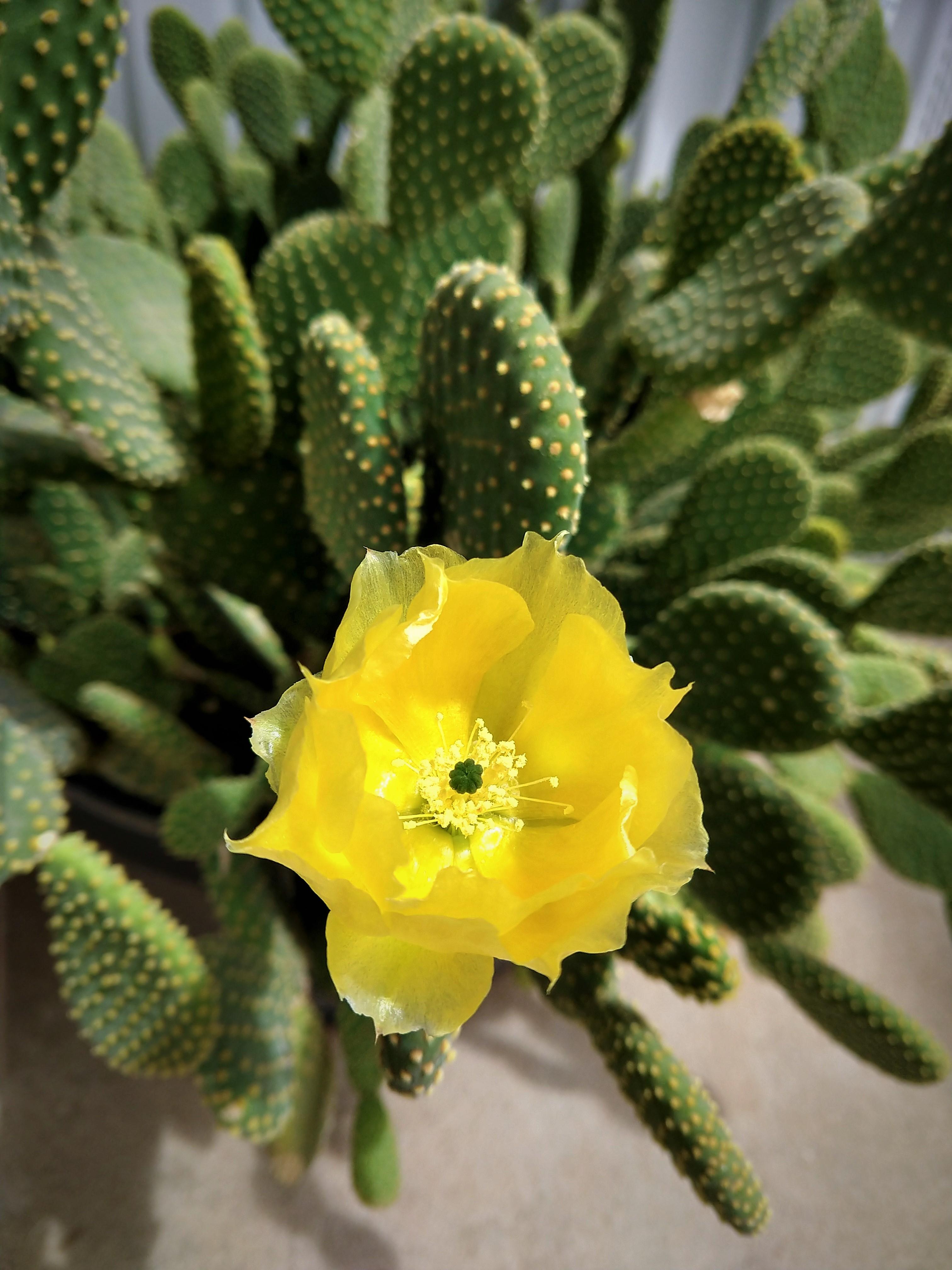 One final bloom from my 15+ year old bunny ears cactus