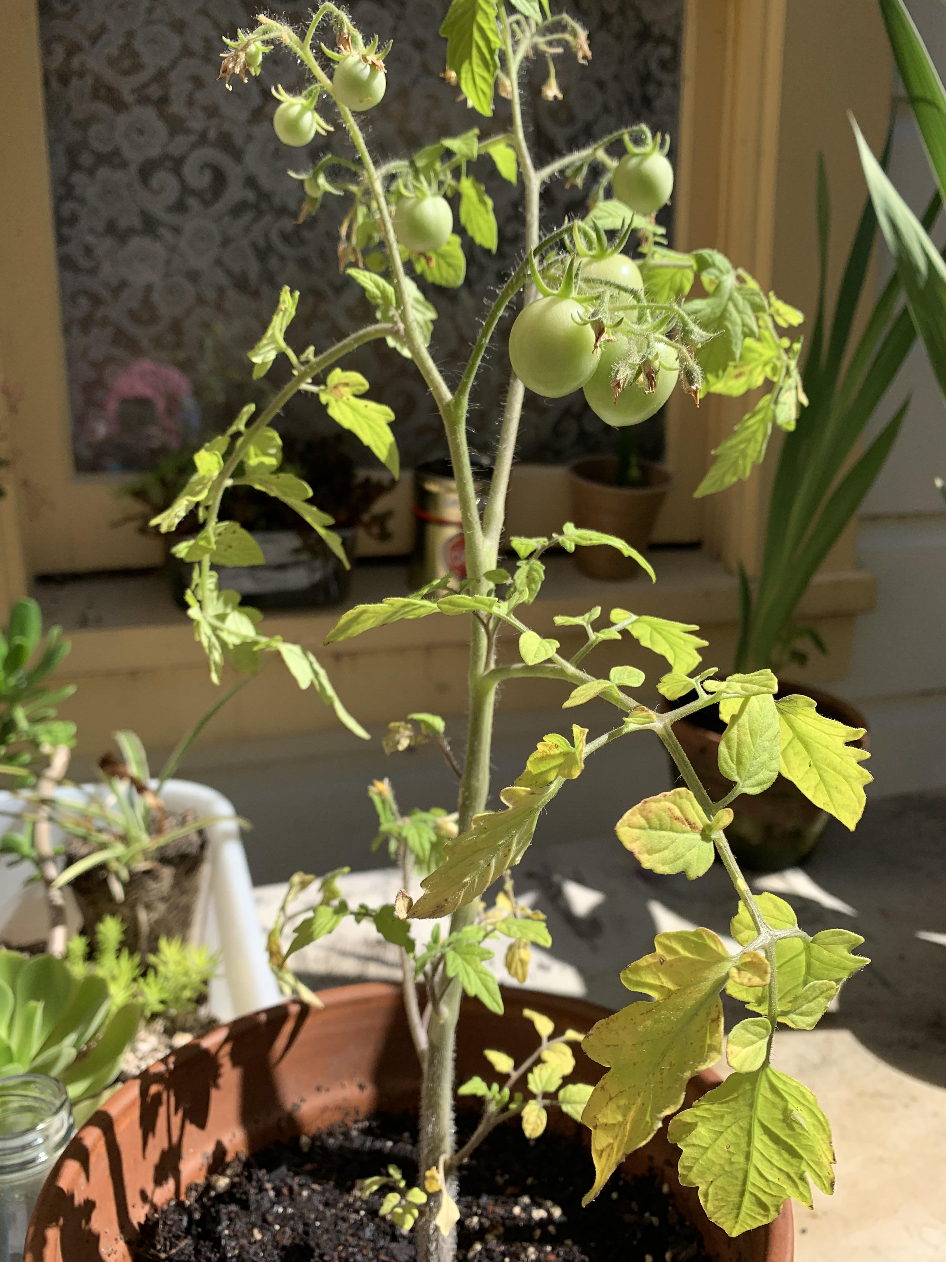 why is my tomato plant so yellow and pale green? also the little