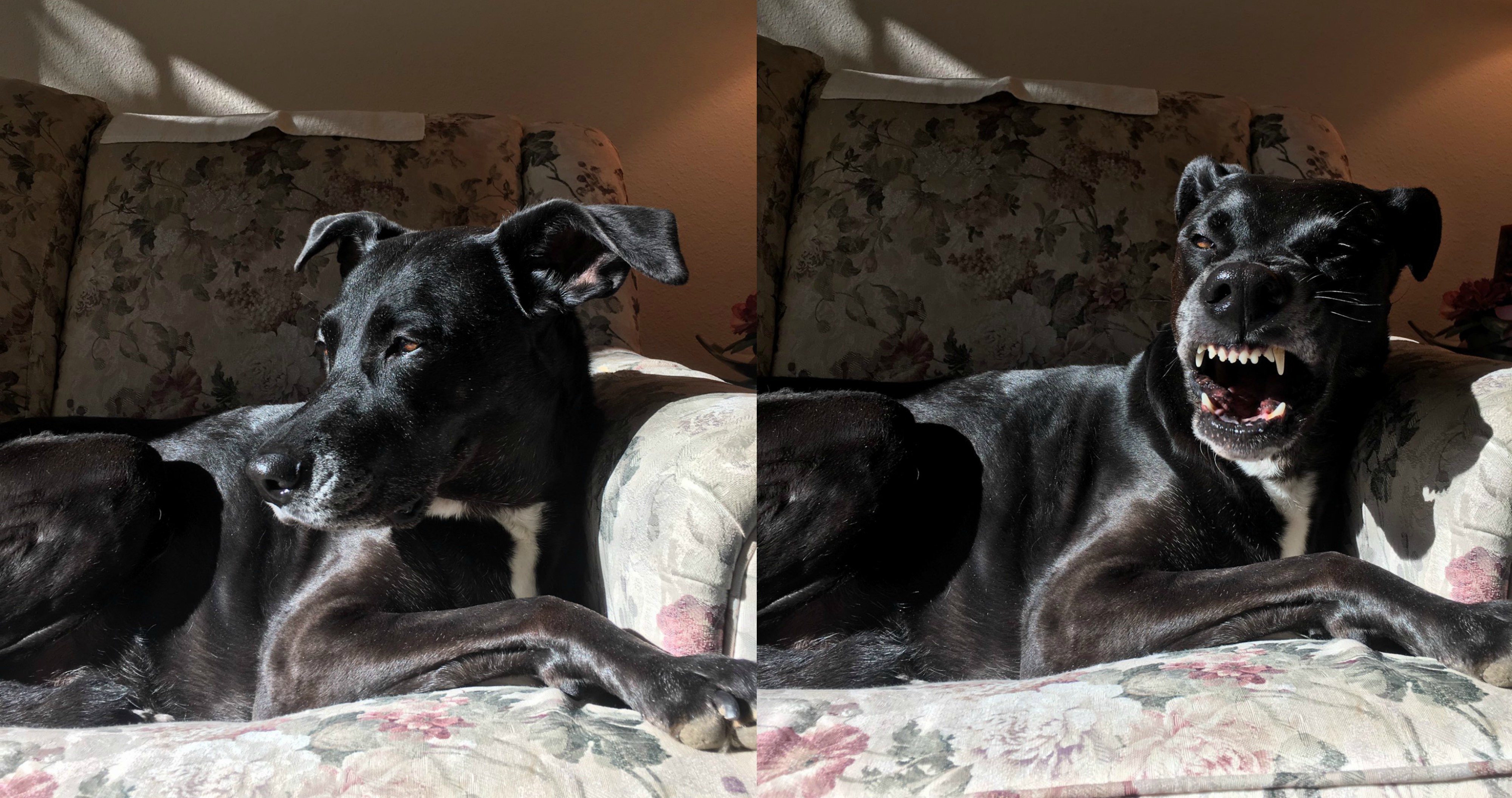 She's beauty, she's grace, check out my dog's midsneeze