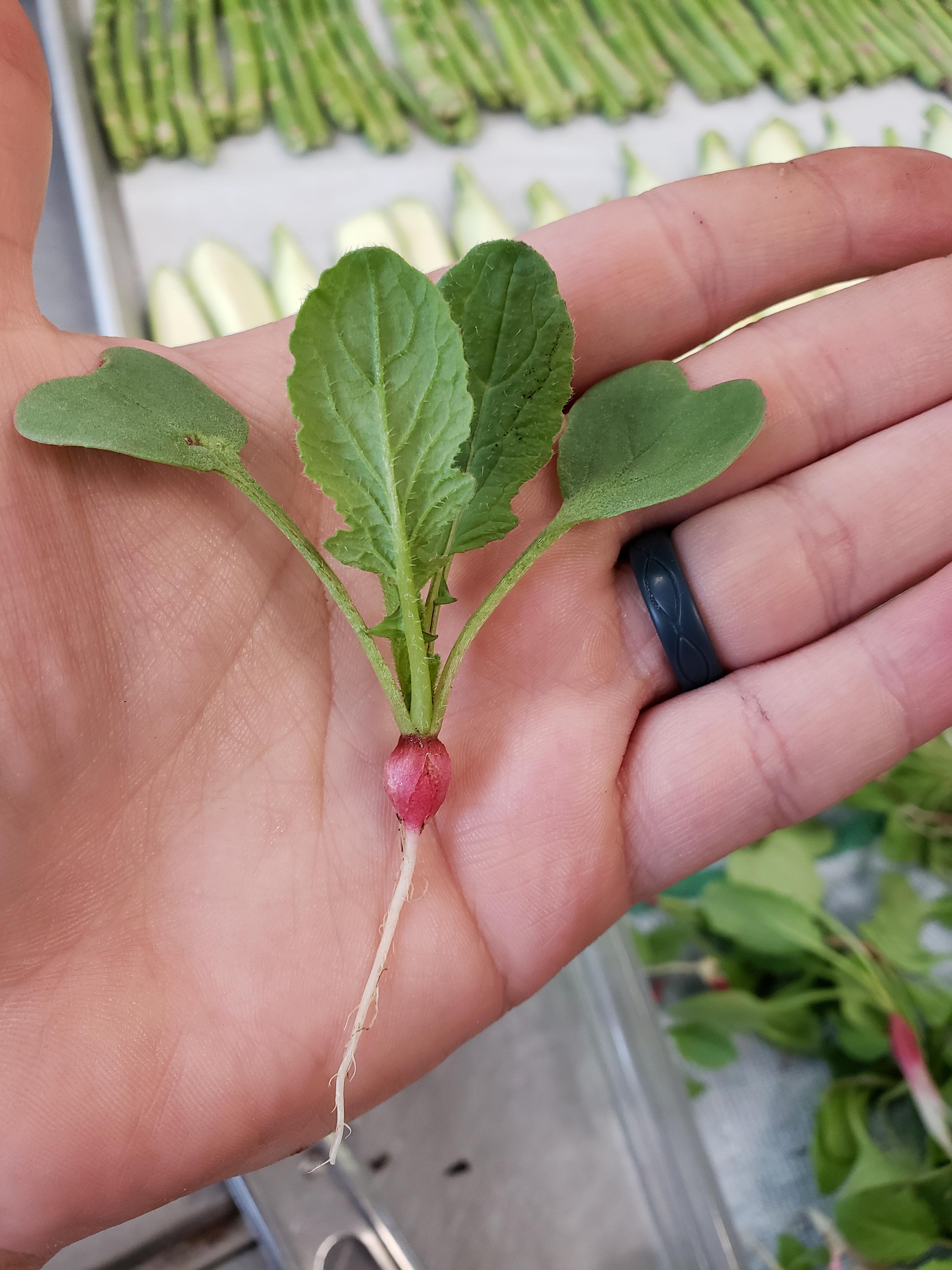 First radish in our company garden! r/KitchenConfidential