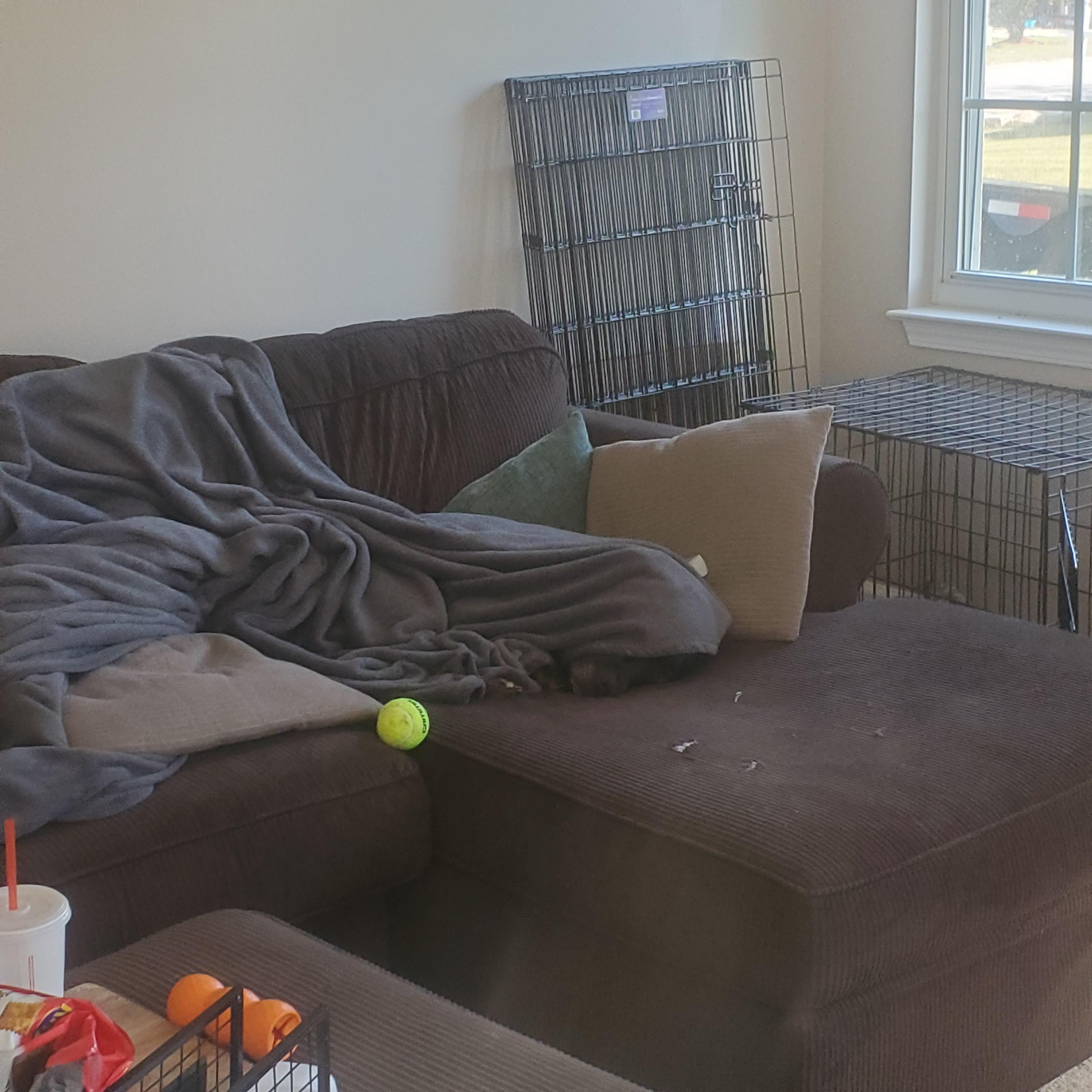 Blanket hog. r/pitbulls