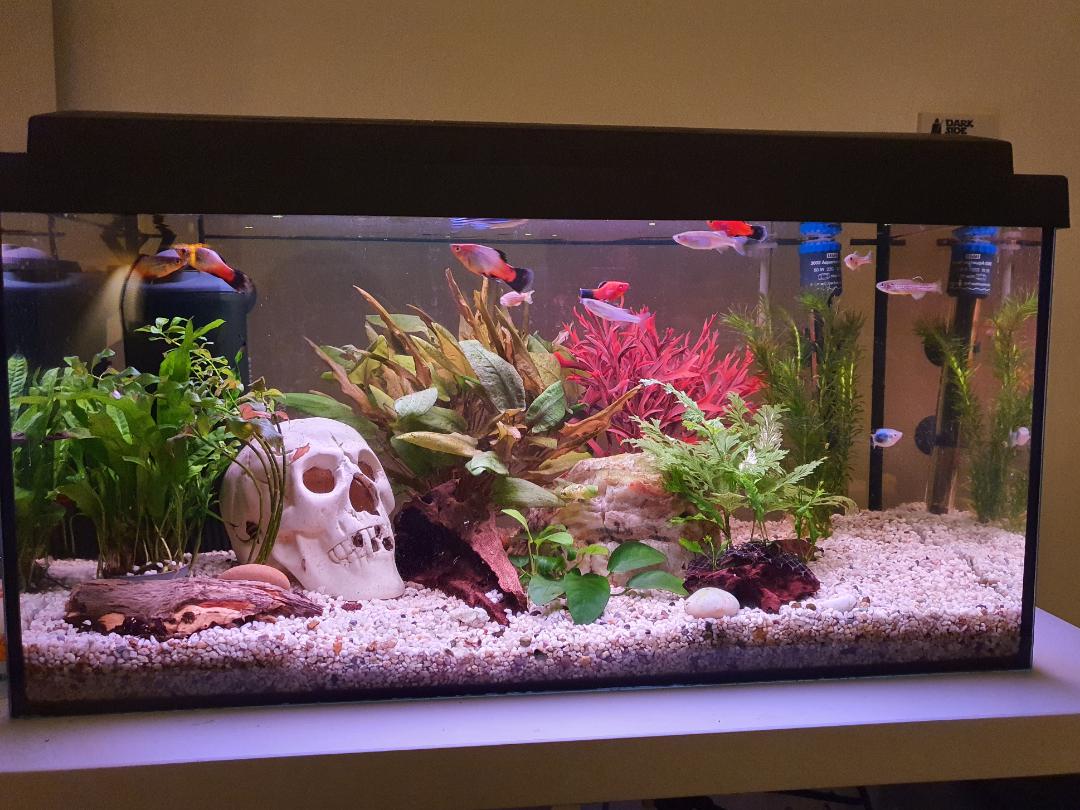 here's my aquarium, stock is 6 danios (1 zebra, 2 leopard & 3 pearl