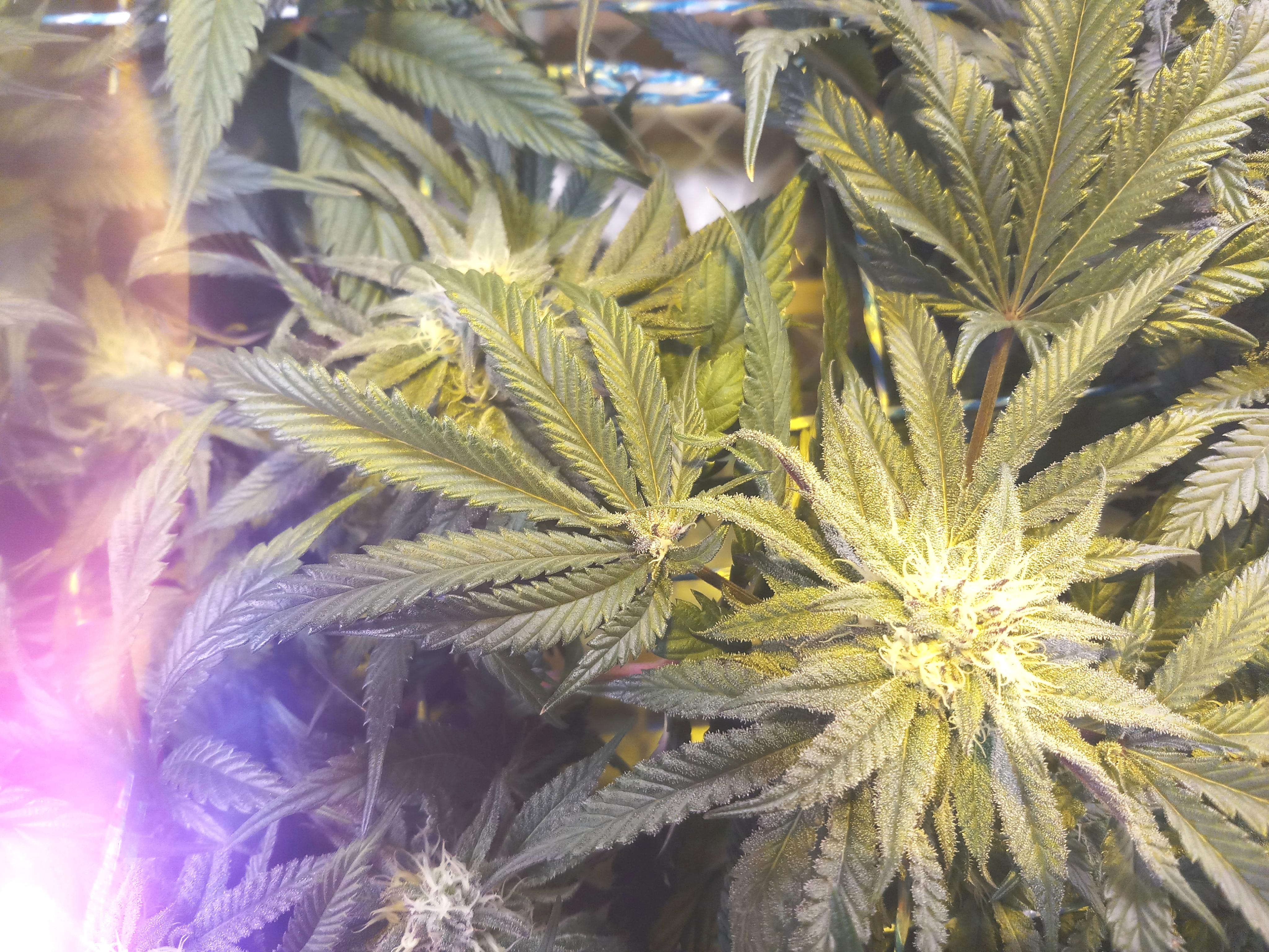 Fan leaf growing a bud r/microgrowery