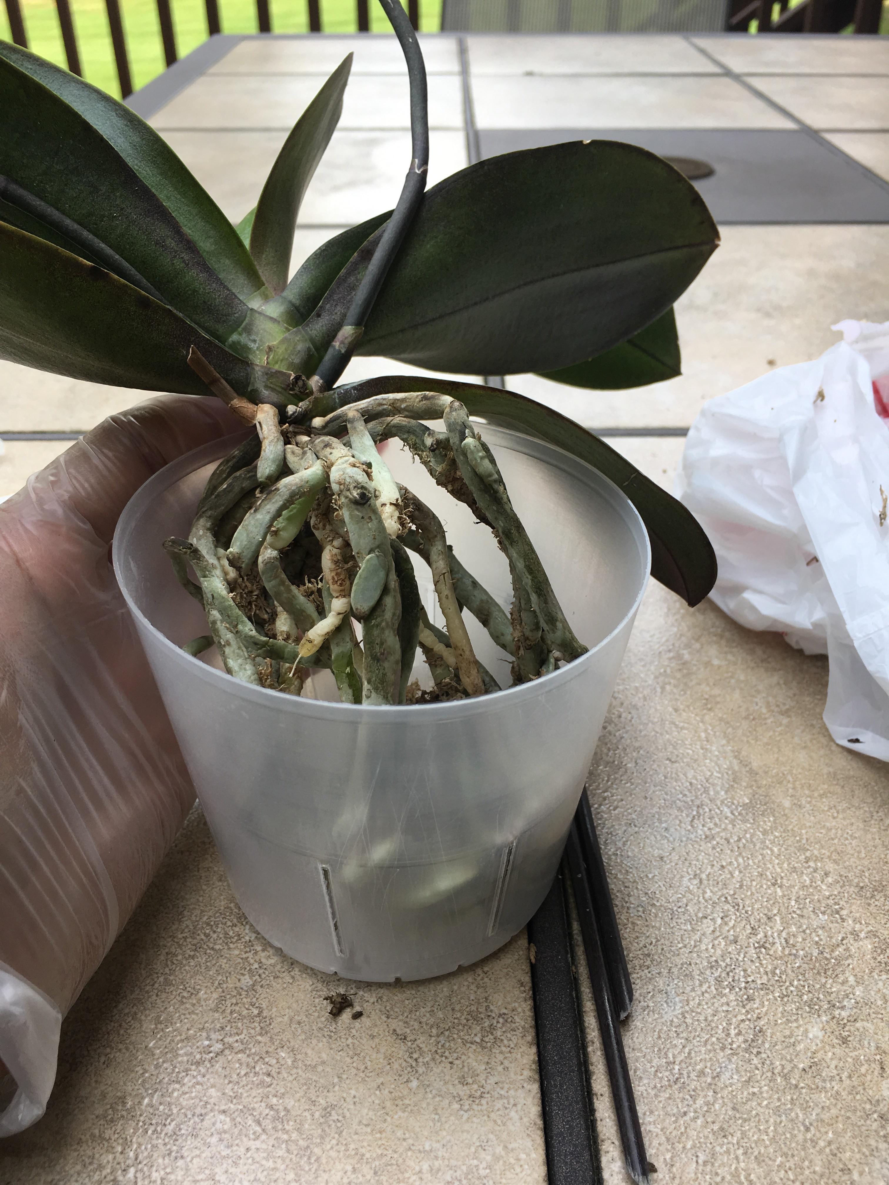 Is this pot too big? r/orchids