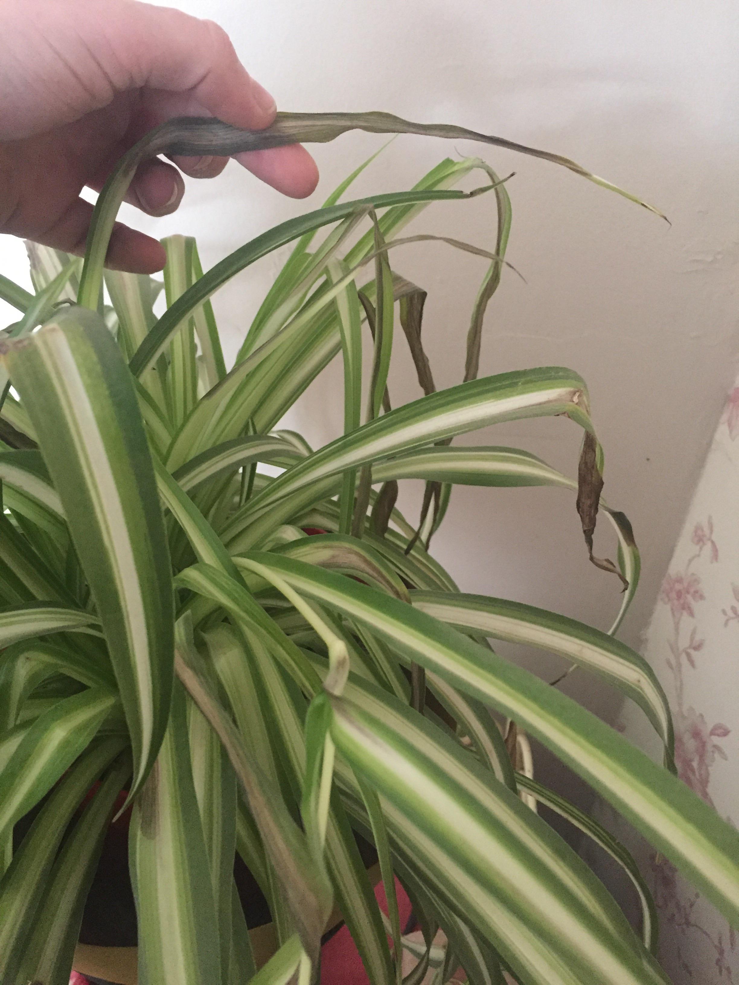 Help! I put my spider plant outside in the sunshine and he’s looked a
