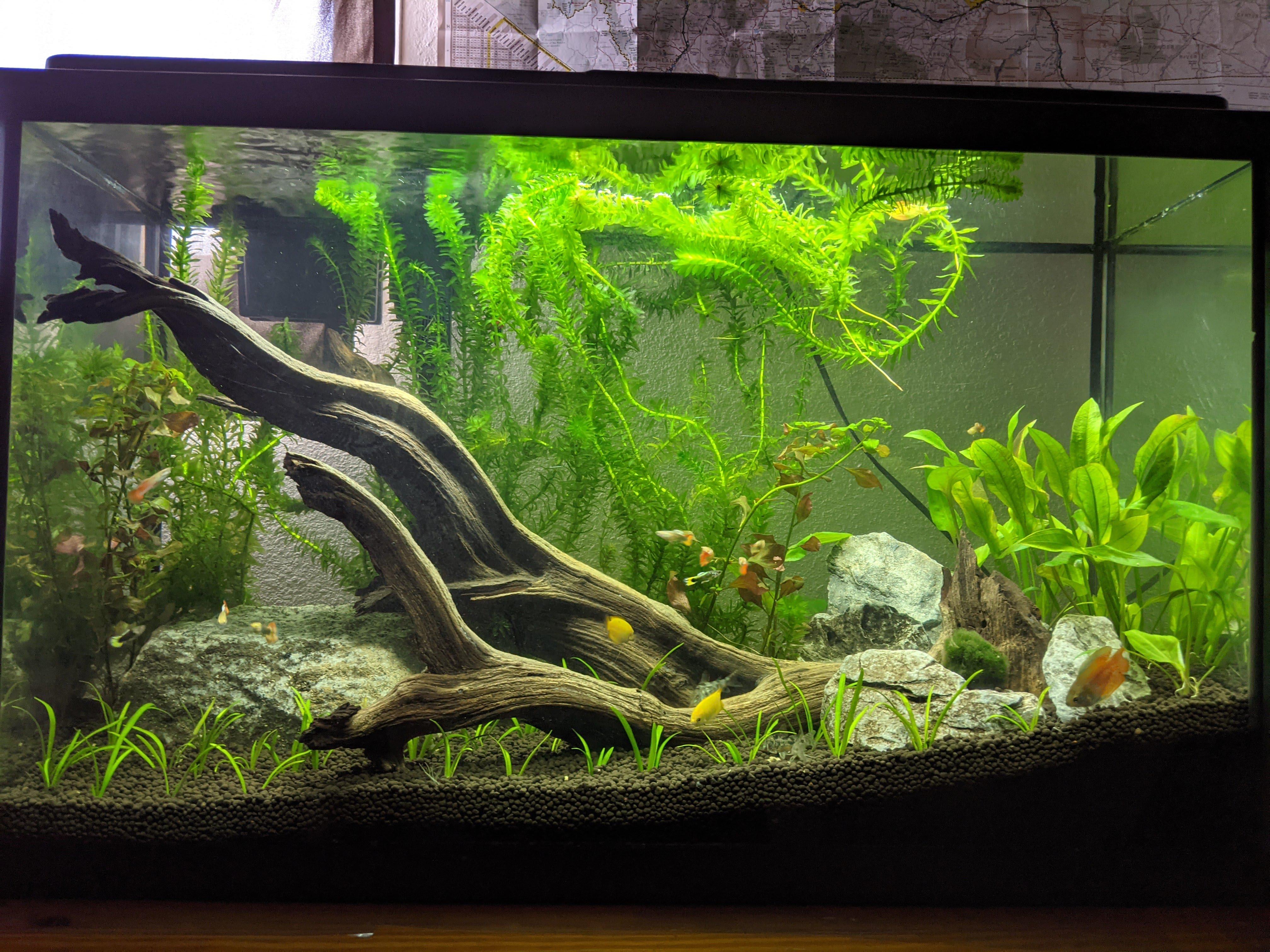 finally set up the planted 29 gallon tall, with a school of cory cats
