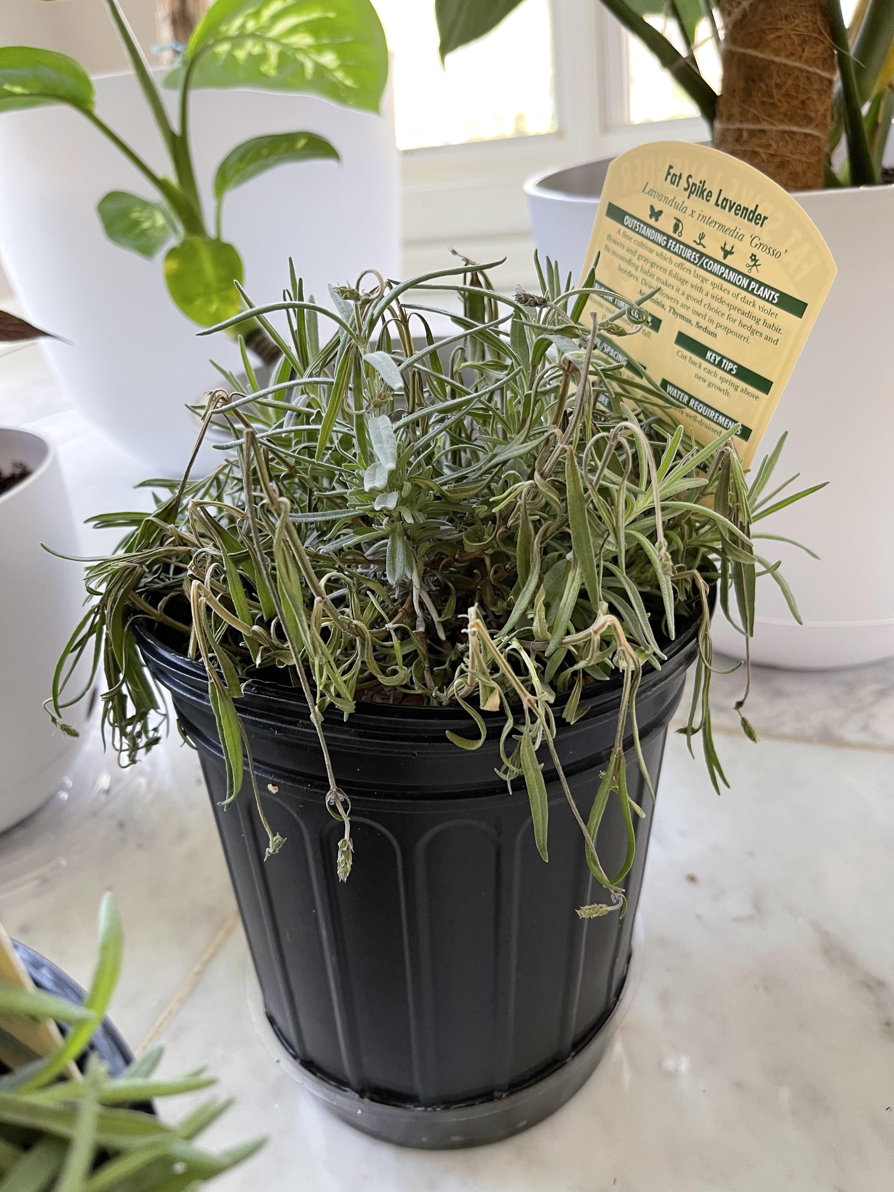 Fat spike lavender dying… just bought with intention to plant outside