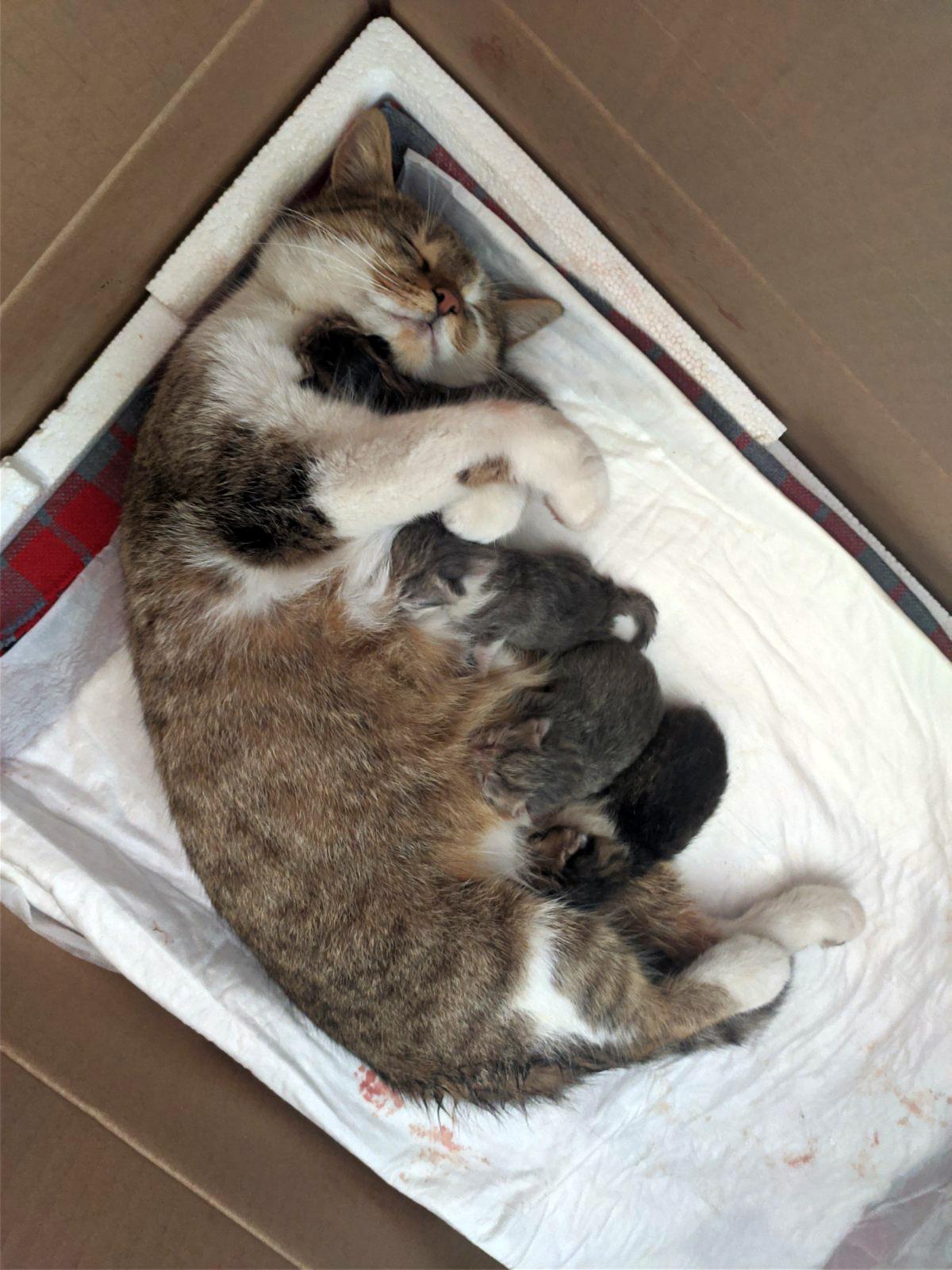 Today our cat gave birth to 4 kittens, and her blissful exhausted face