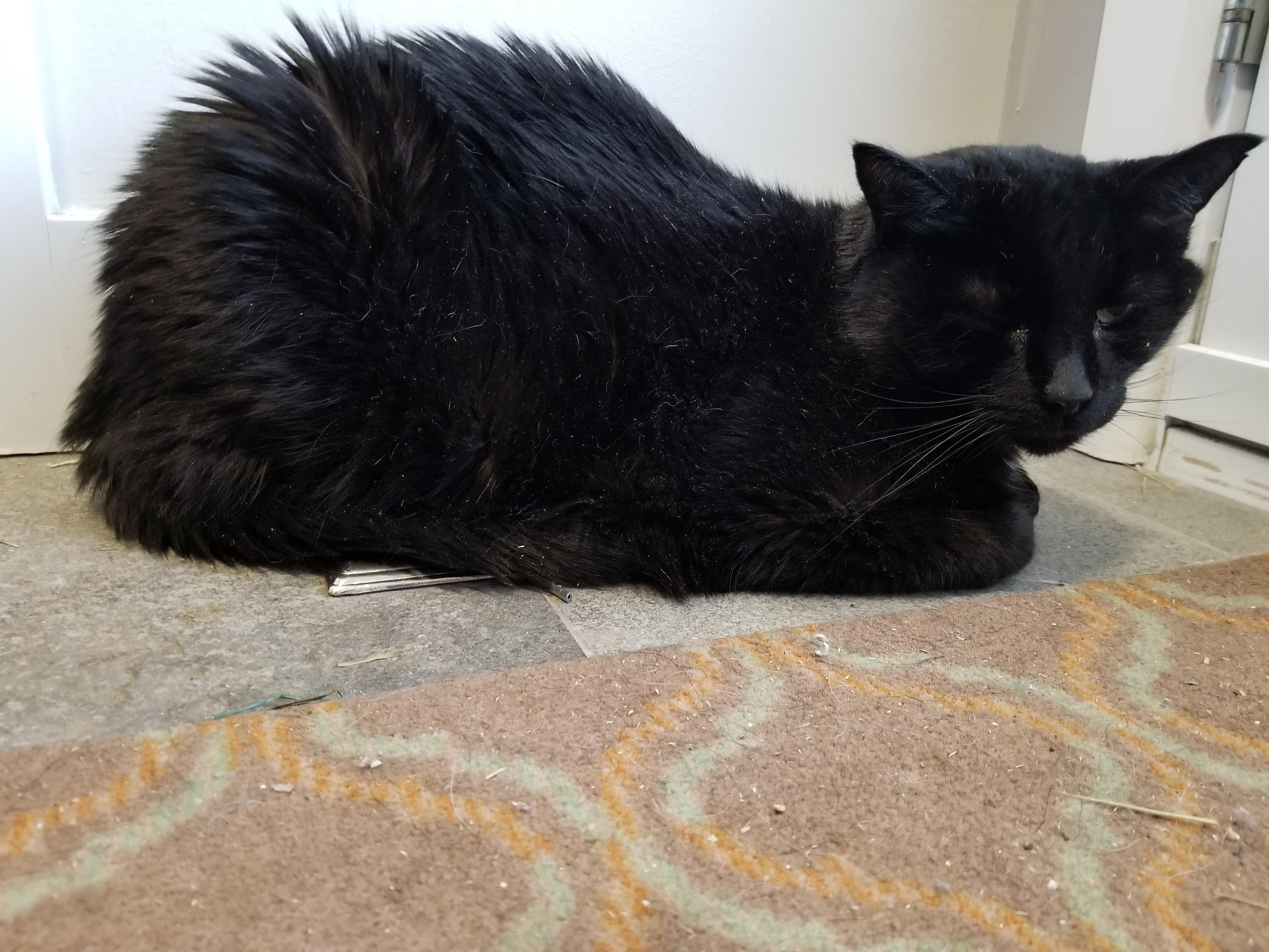 Sleeping on the heat vent (we are pretty sure he has FIP so we let him