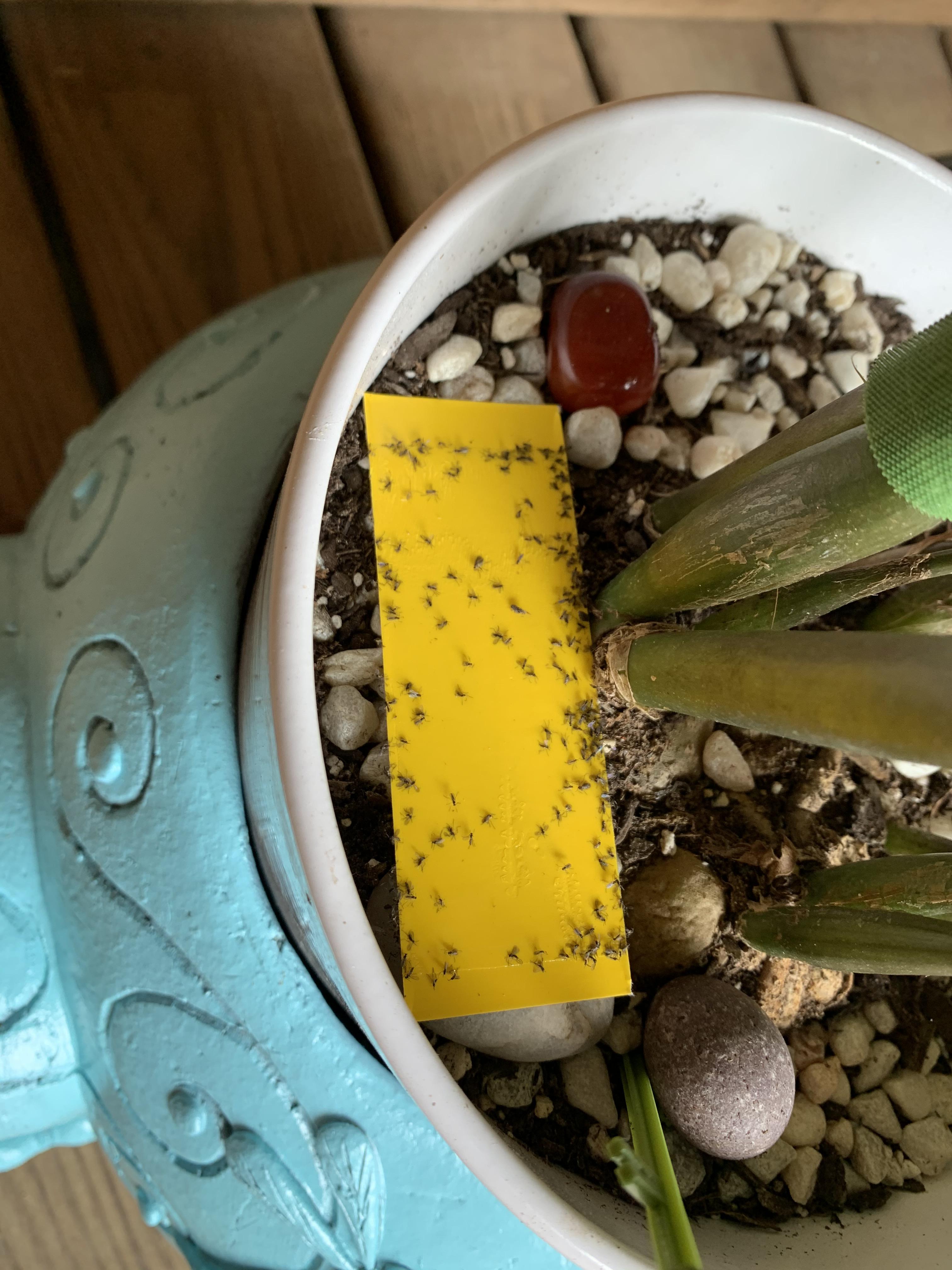 My ZZ plant has horrible fungus gnats. / Should I pull it out, spray