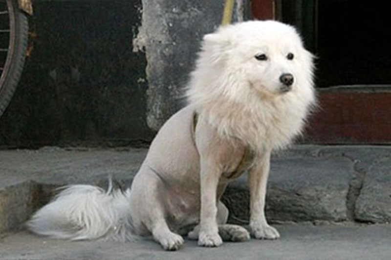 A Samoyed dog that's been shaved r/interestingasfuck