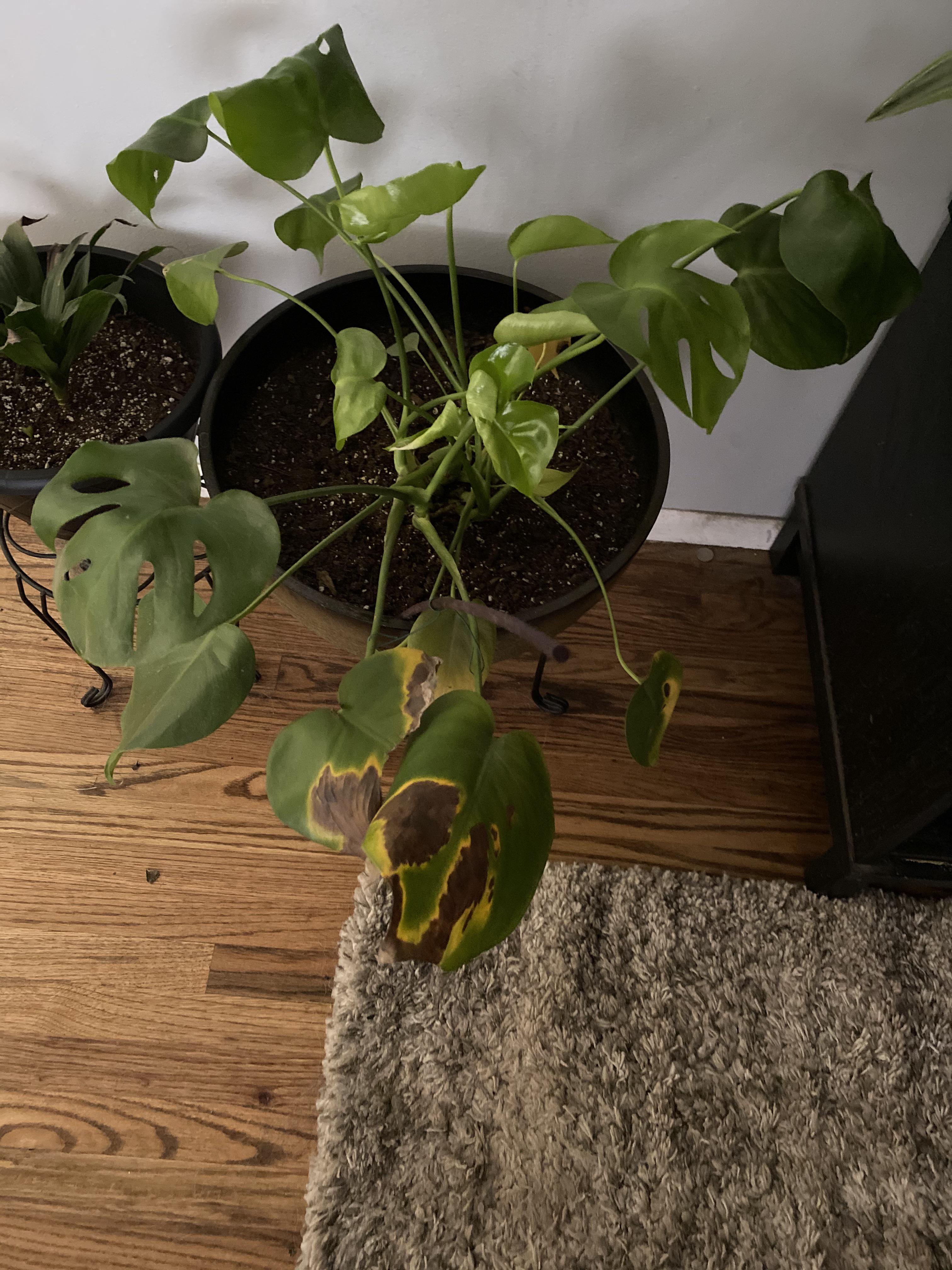 Review Of Monstera Browning Leaves Ideas