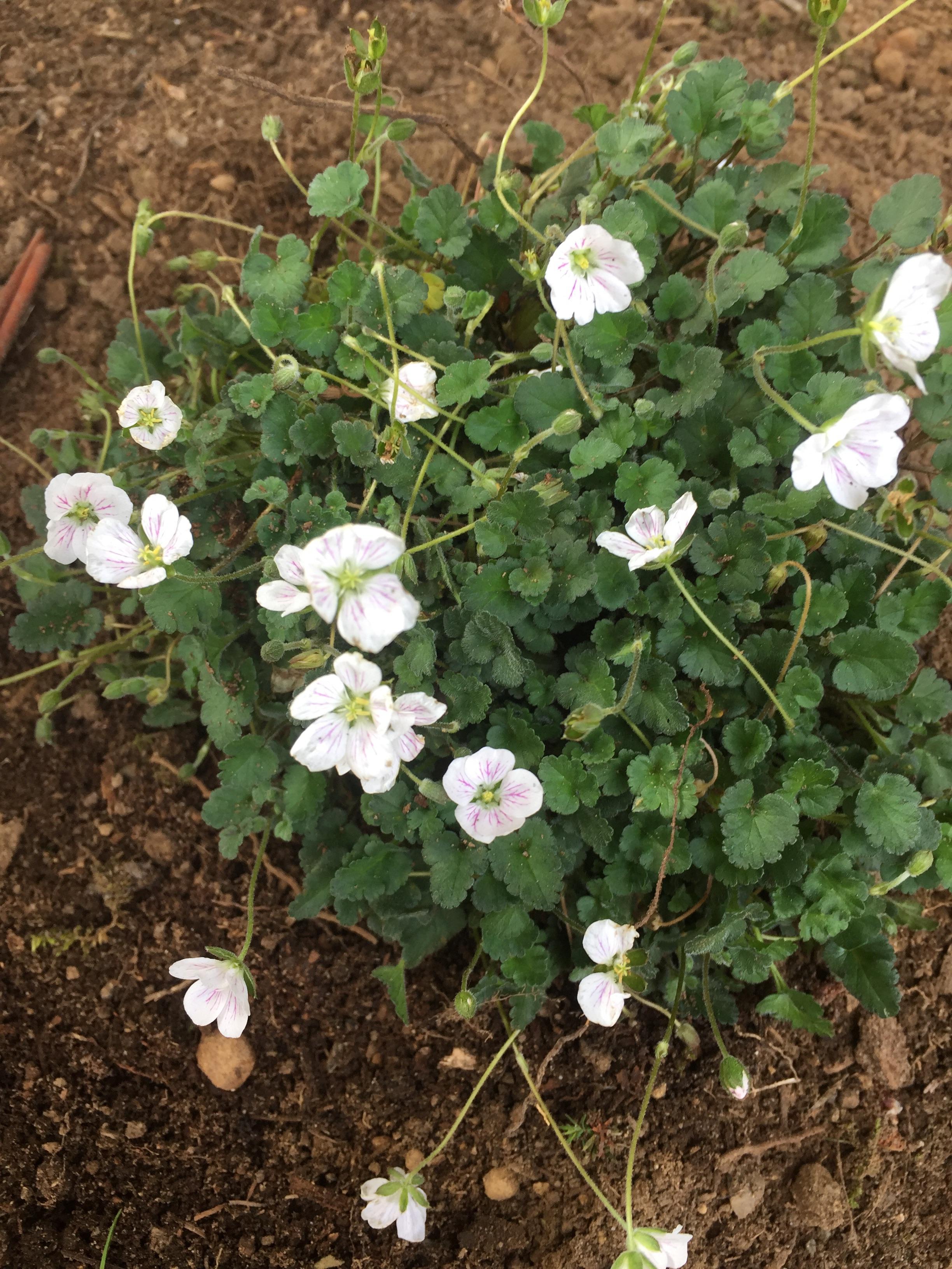 Small perennial zone 7 Seattle. Looks like a geranium to me but with