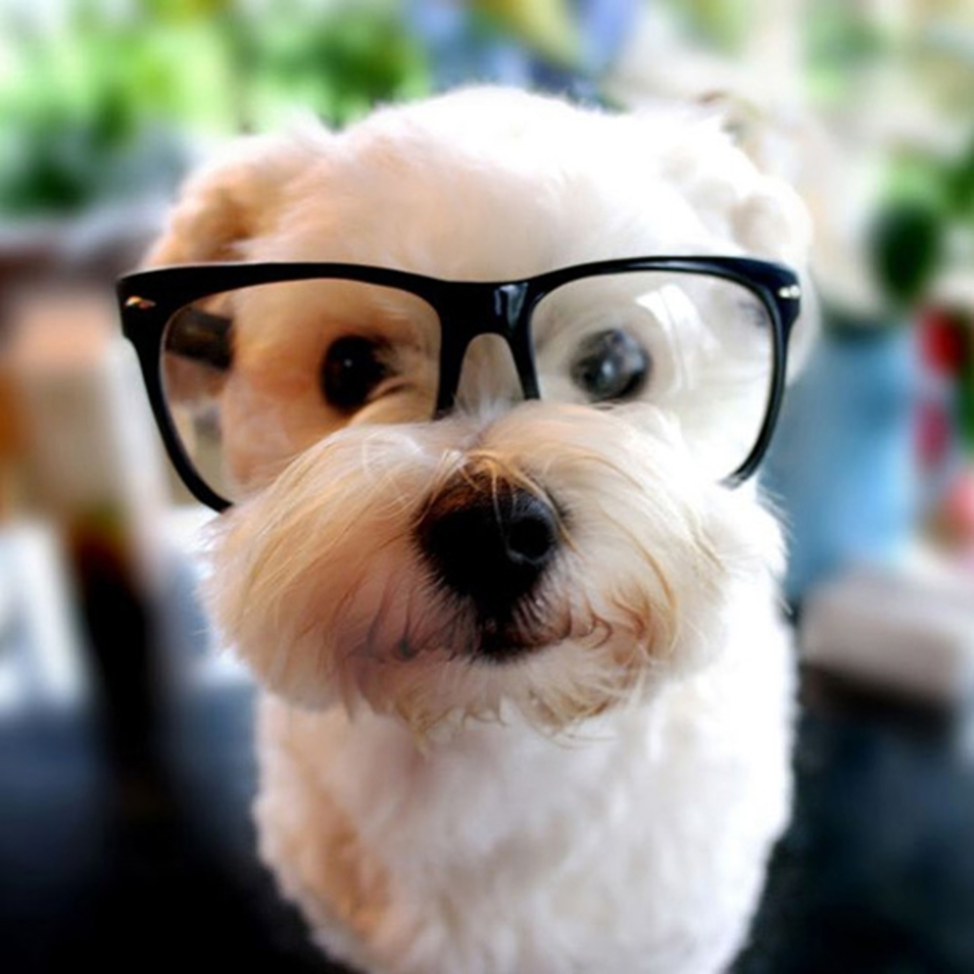 PsBattle This dog with glasses