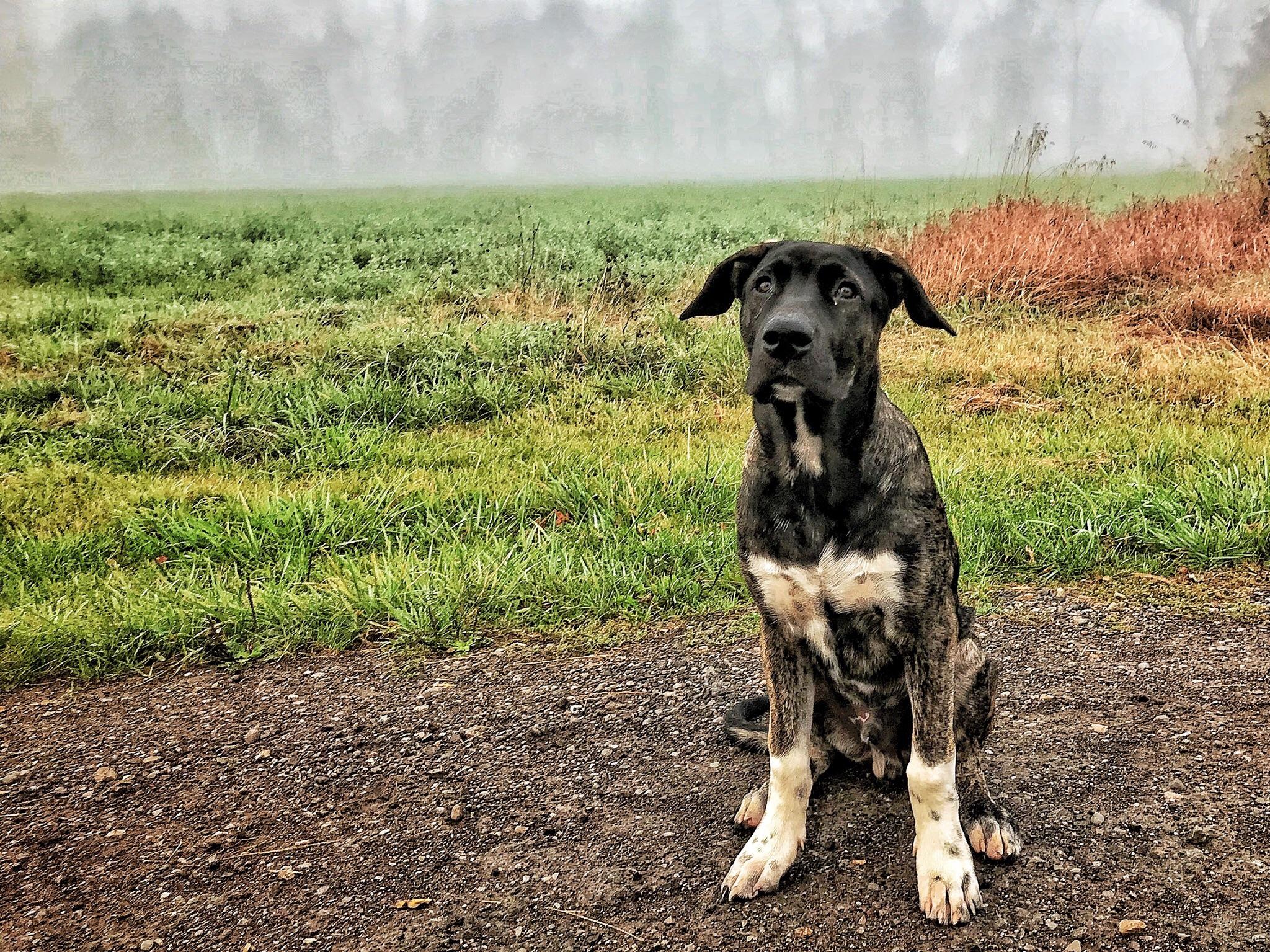 Dogo Argentino X Cane Corso
