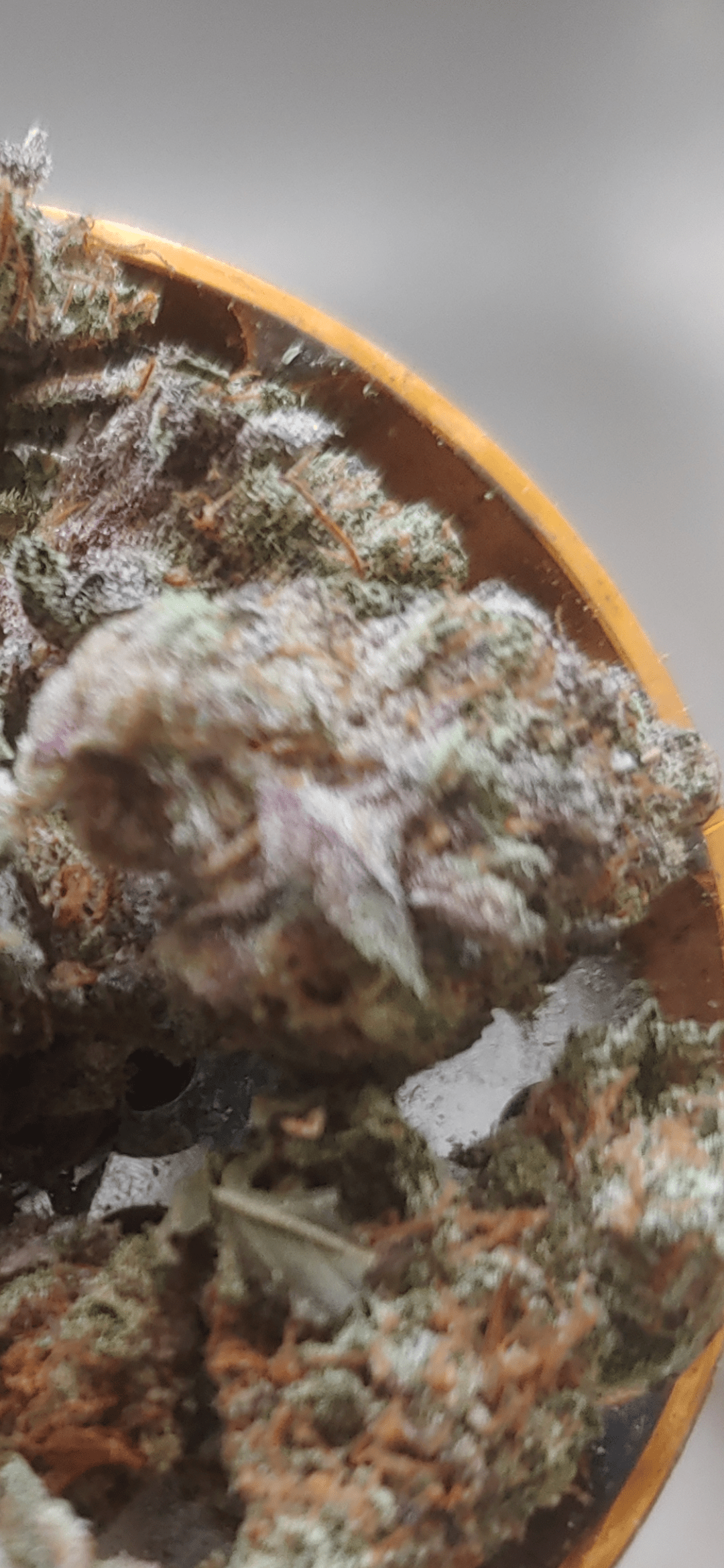 Close up of Indoor Mothership from Project Hemp Flower. It is extremely