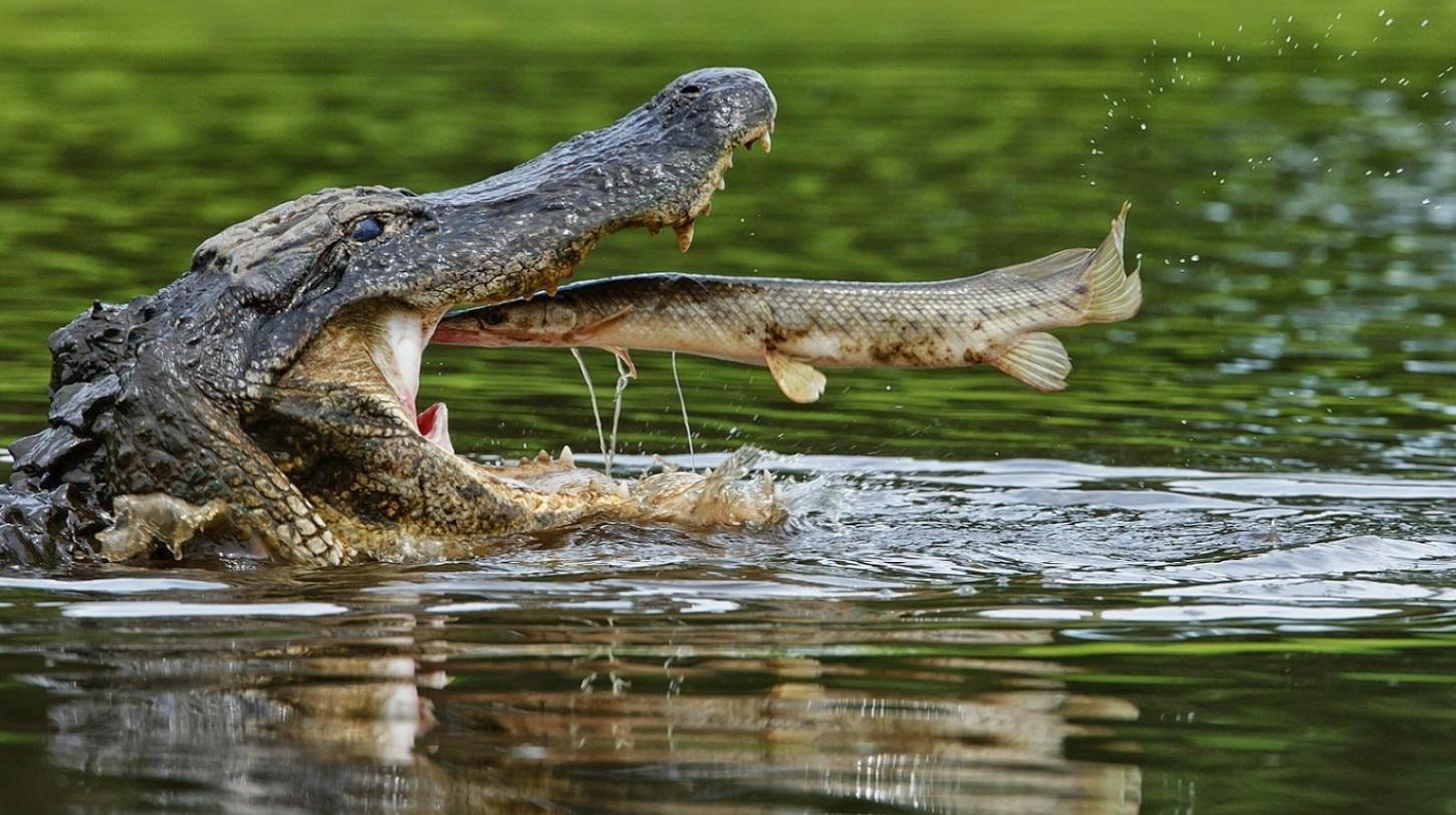 An Alligator enjoys a snack r/natureismetal