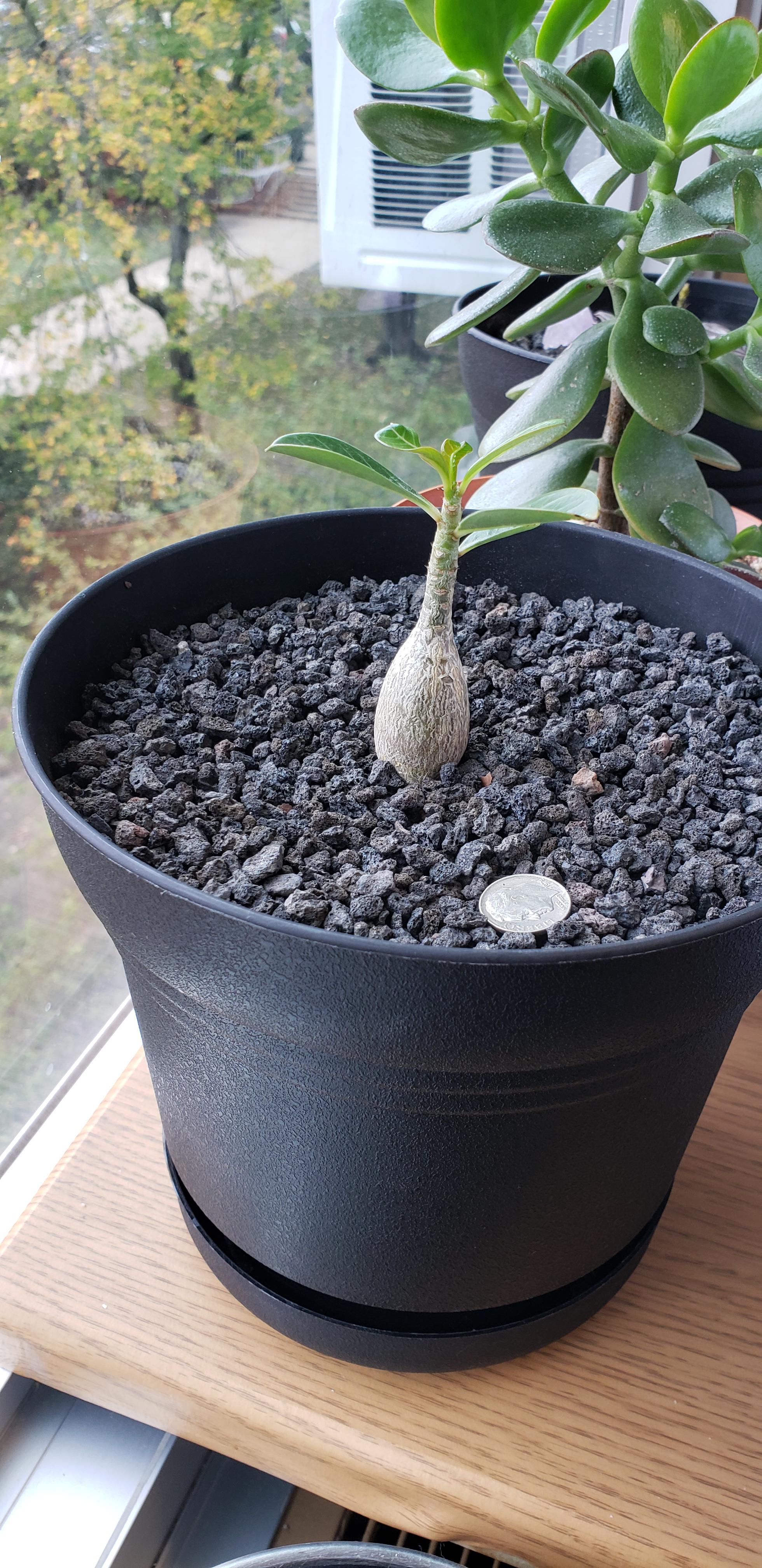 How can I convince this stunted Adenium Obesum to grow new branches