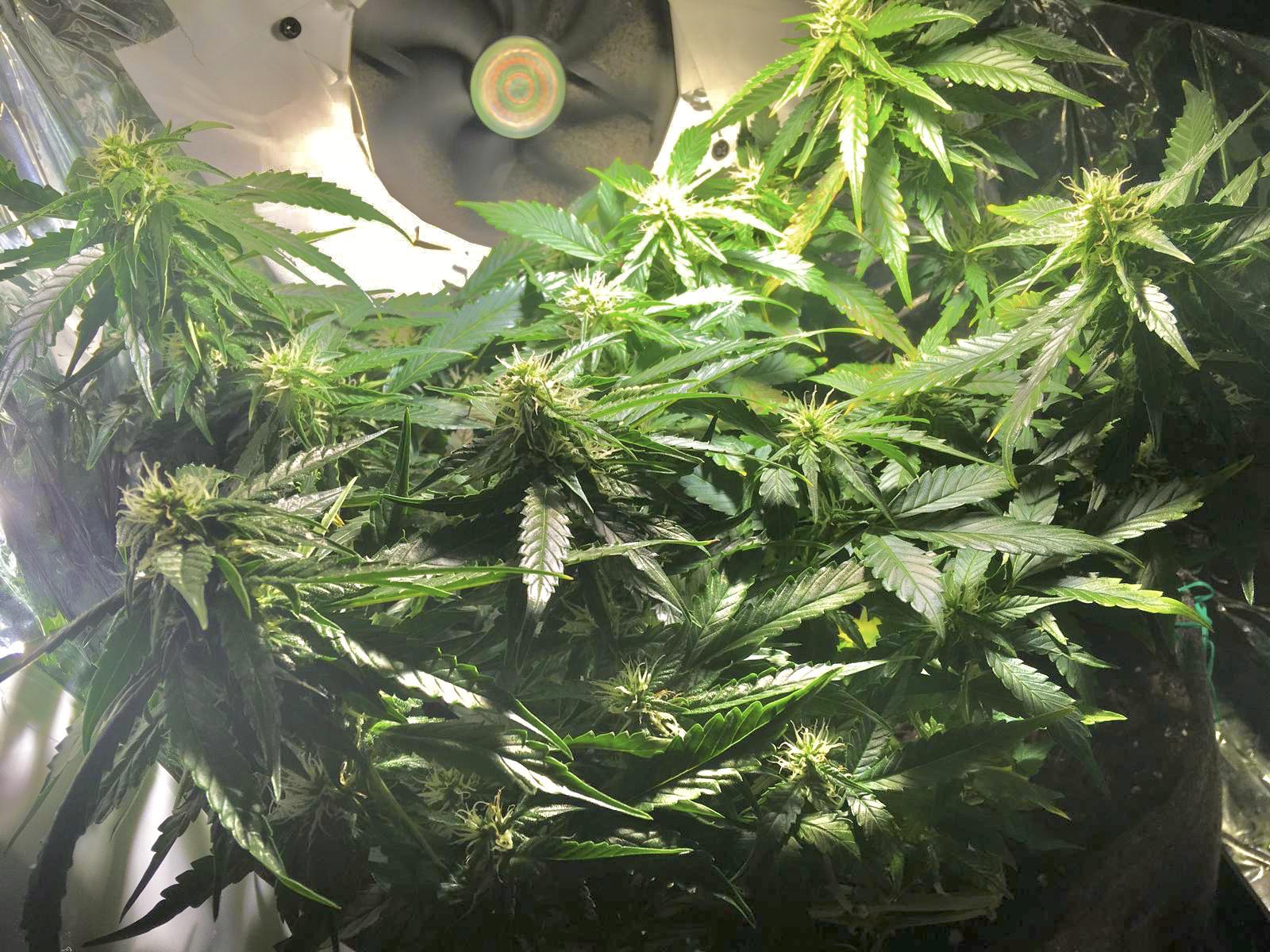 110 best Gelato 41 images on Pholder Microgrowery, Uktrees and FL