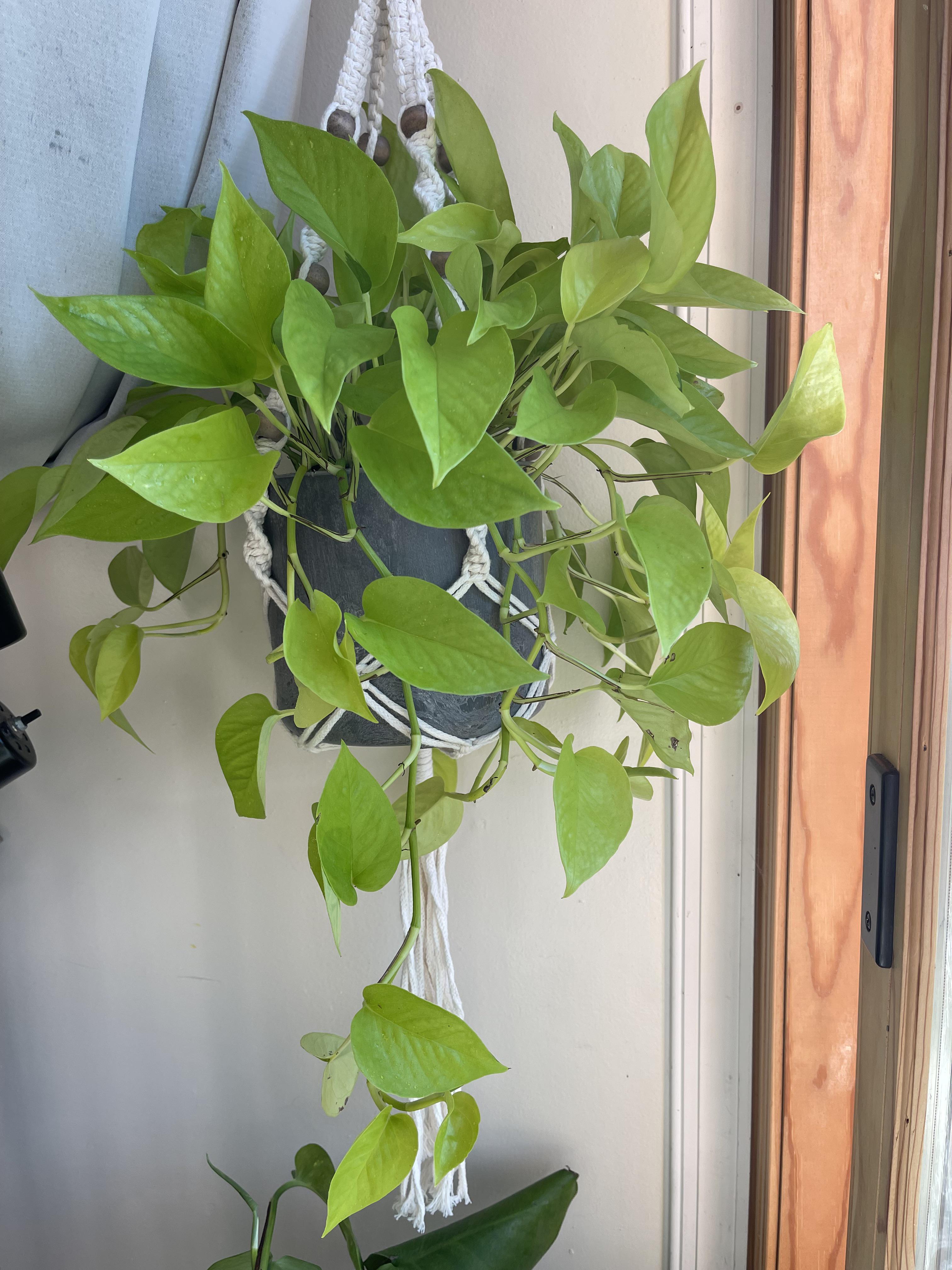 I am so obsessed with her 💚 r/houseplants