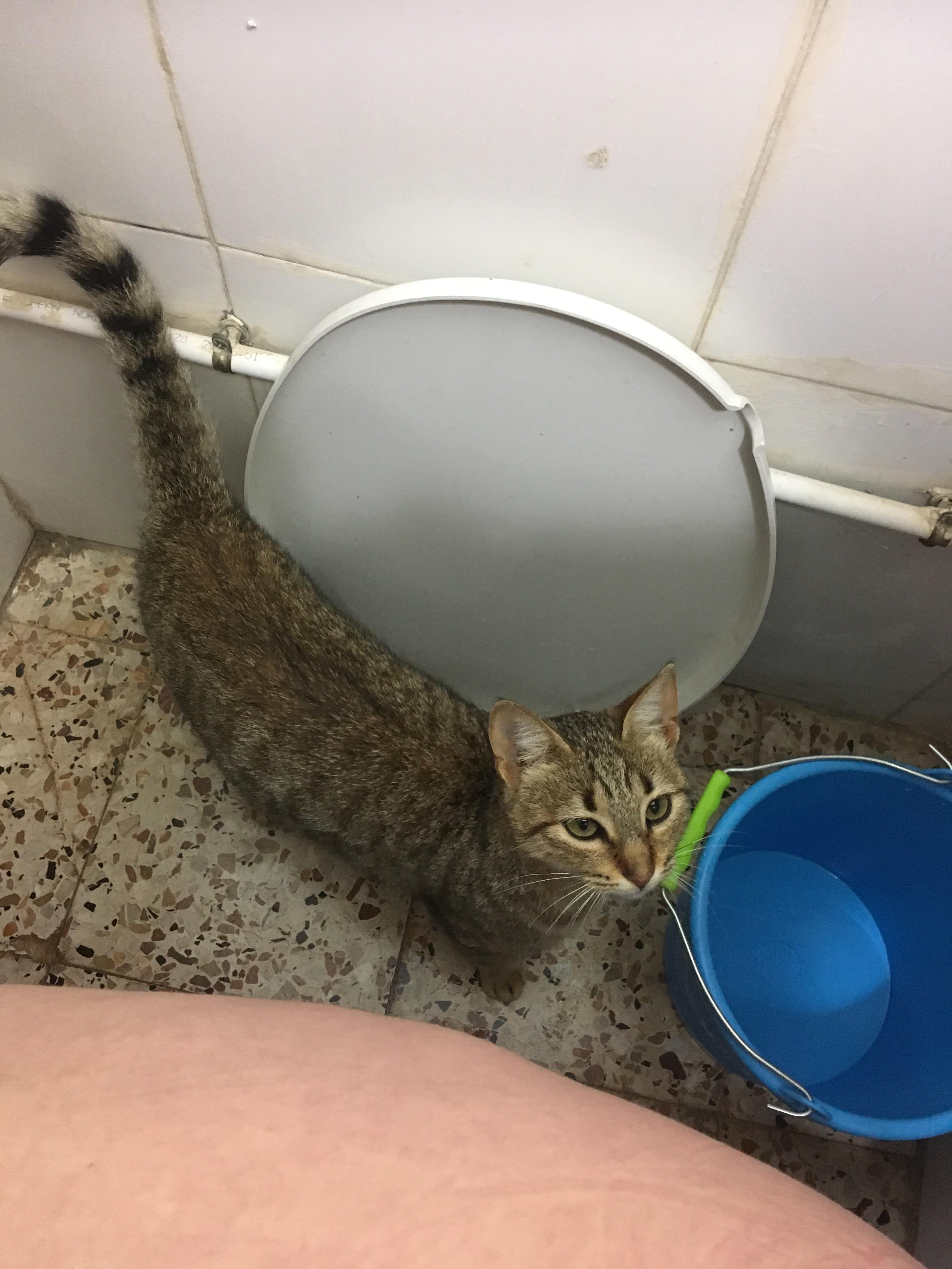 Stray cats aren’t shy about watching foster humans on the loo either it
