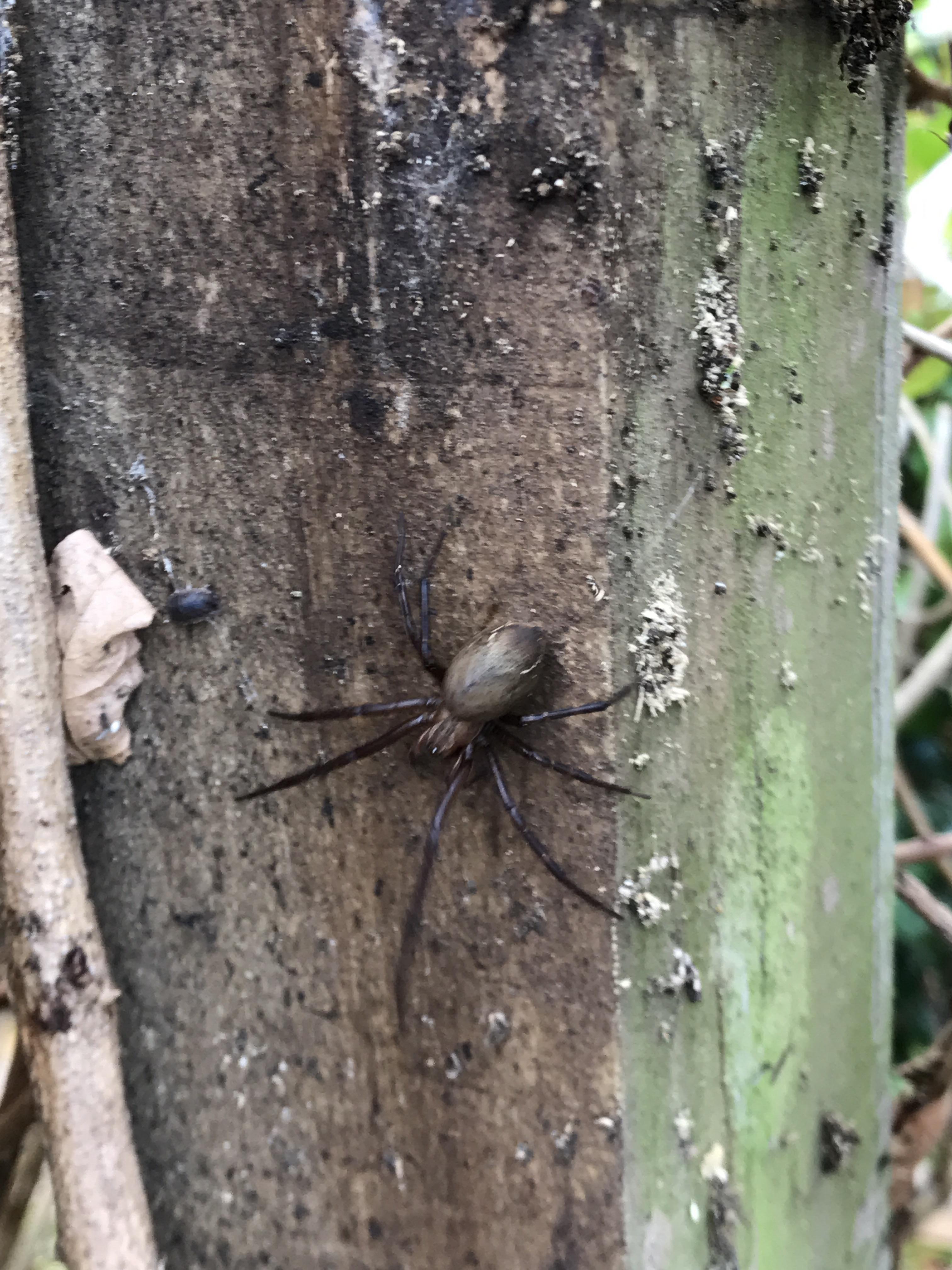 Spider found in West Auckland, New Zealand. Any ideas what it is? r