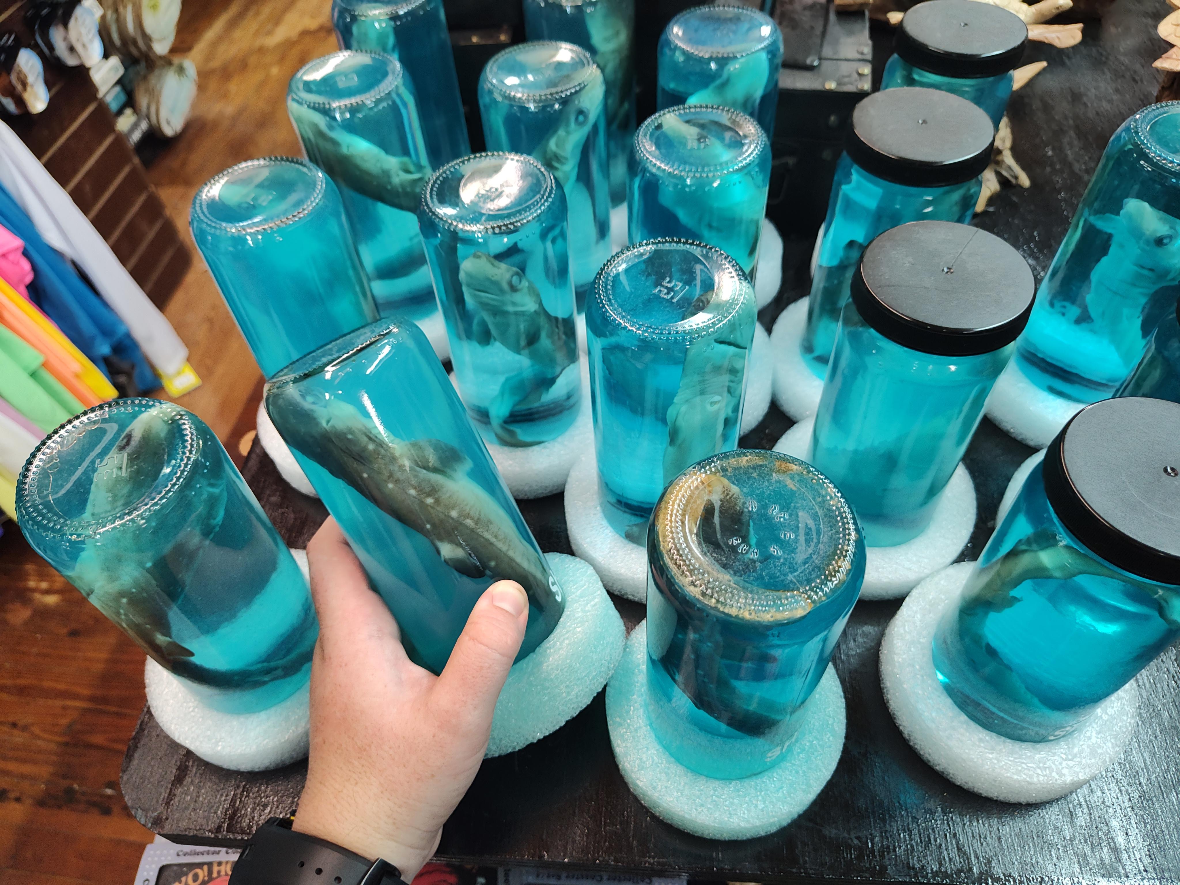 preserved baby sharks in a bottle sold as souvenirs in OBX, NC r