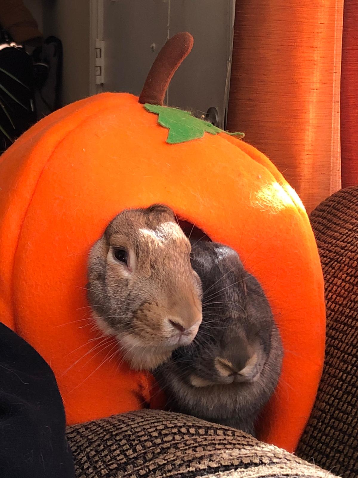 My perfect pumpkins r/Rabbits