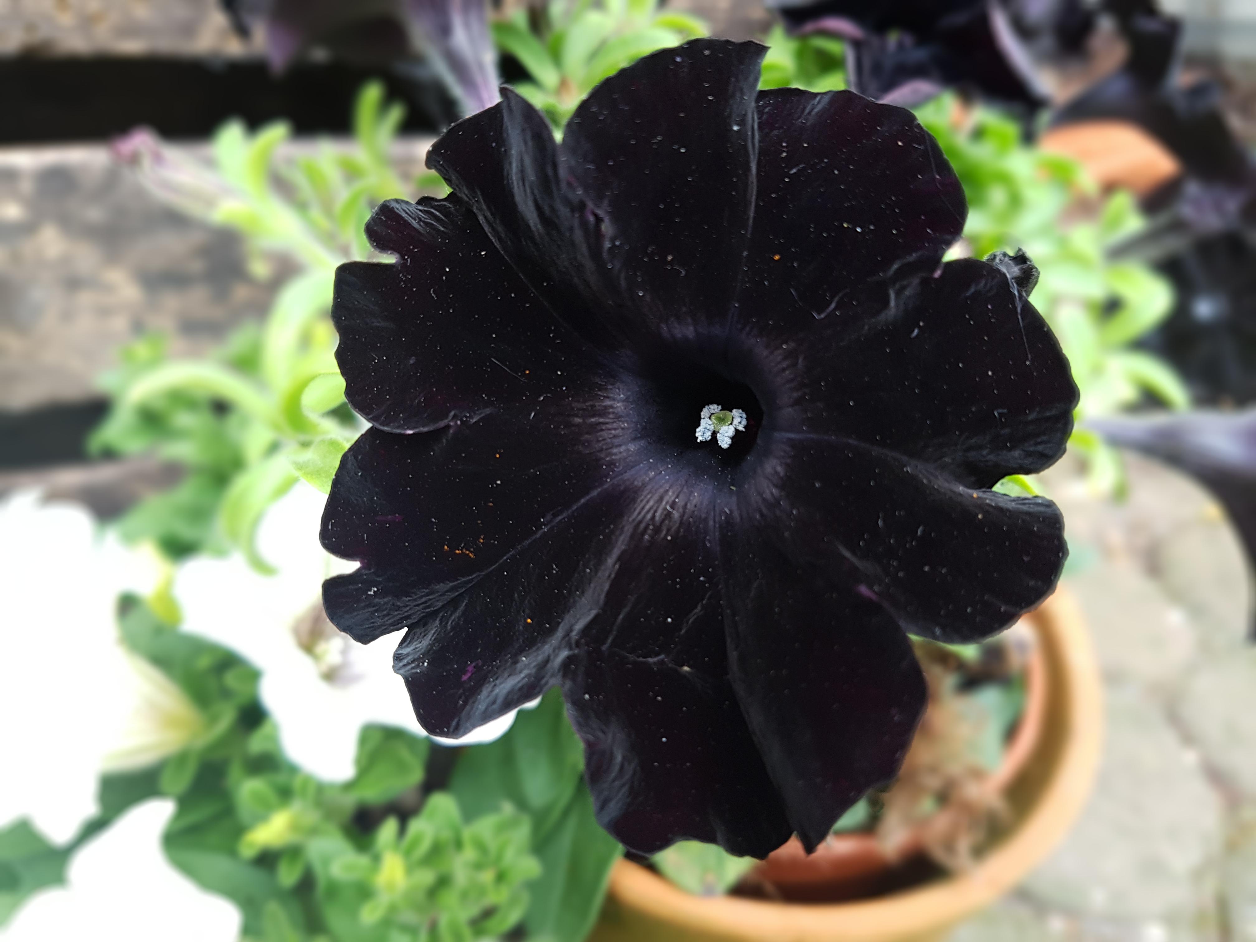 Black petunia r/gardening