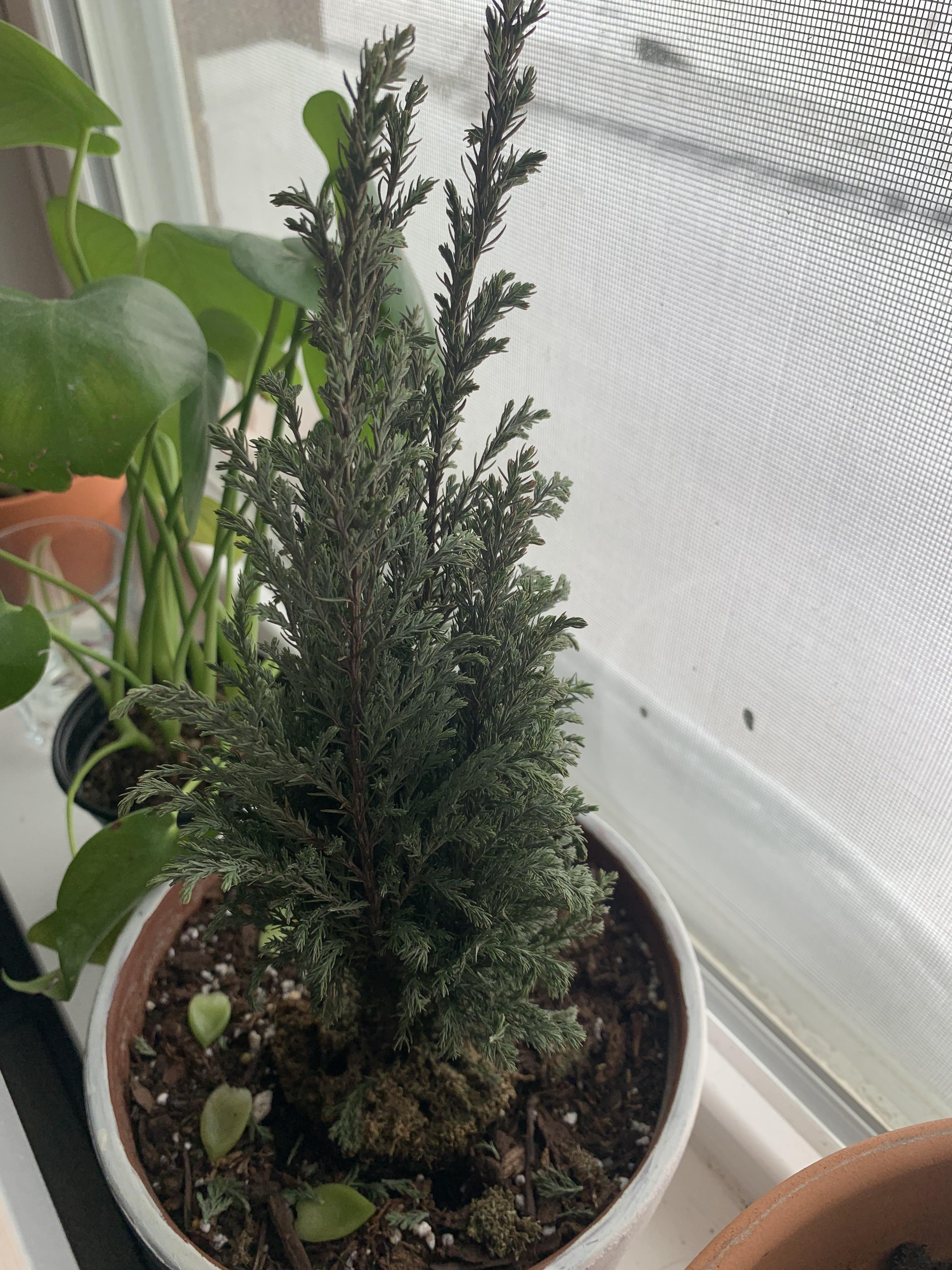 I was gifted this little conifer tree and unfortunately, I didn’t