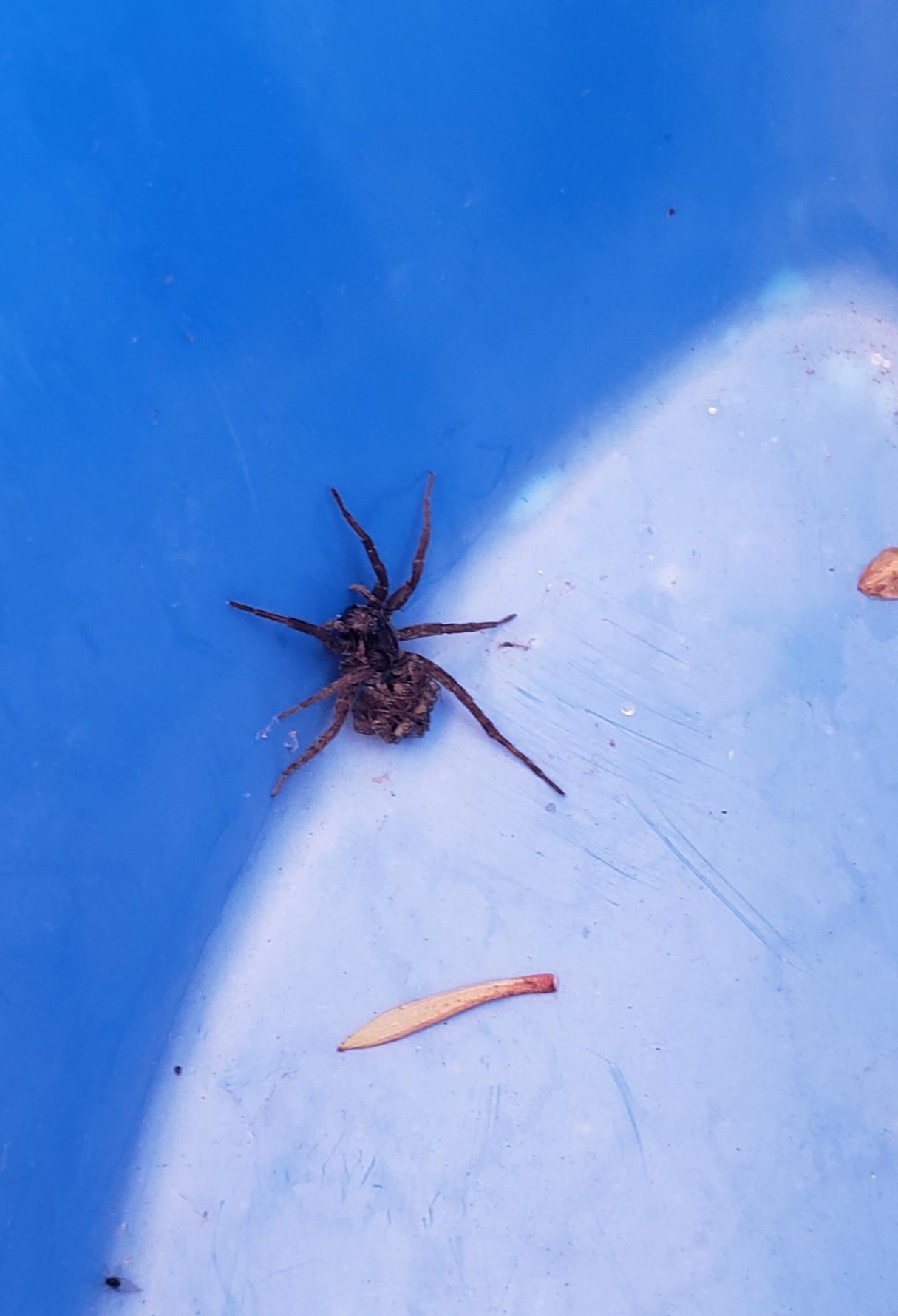 7 legged wolf spider with babies on her back r/spiders