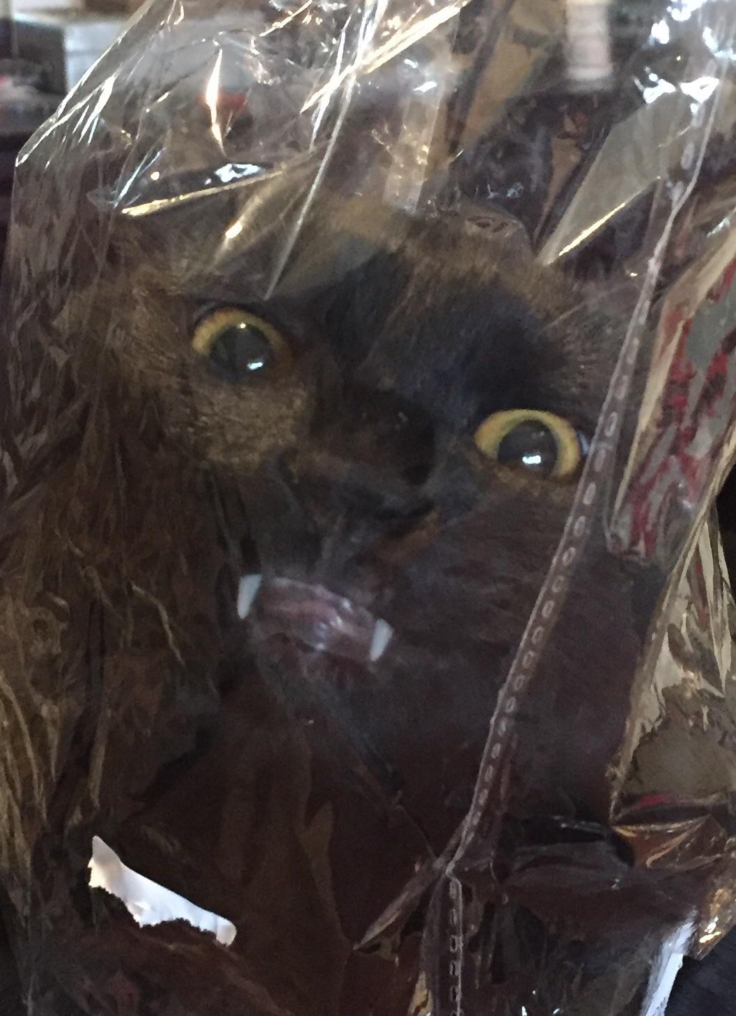 My cat likes to play inside of plastic bags... r/AnimalsBeingDerps