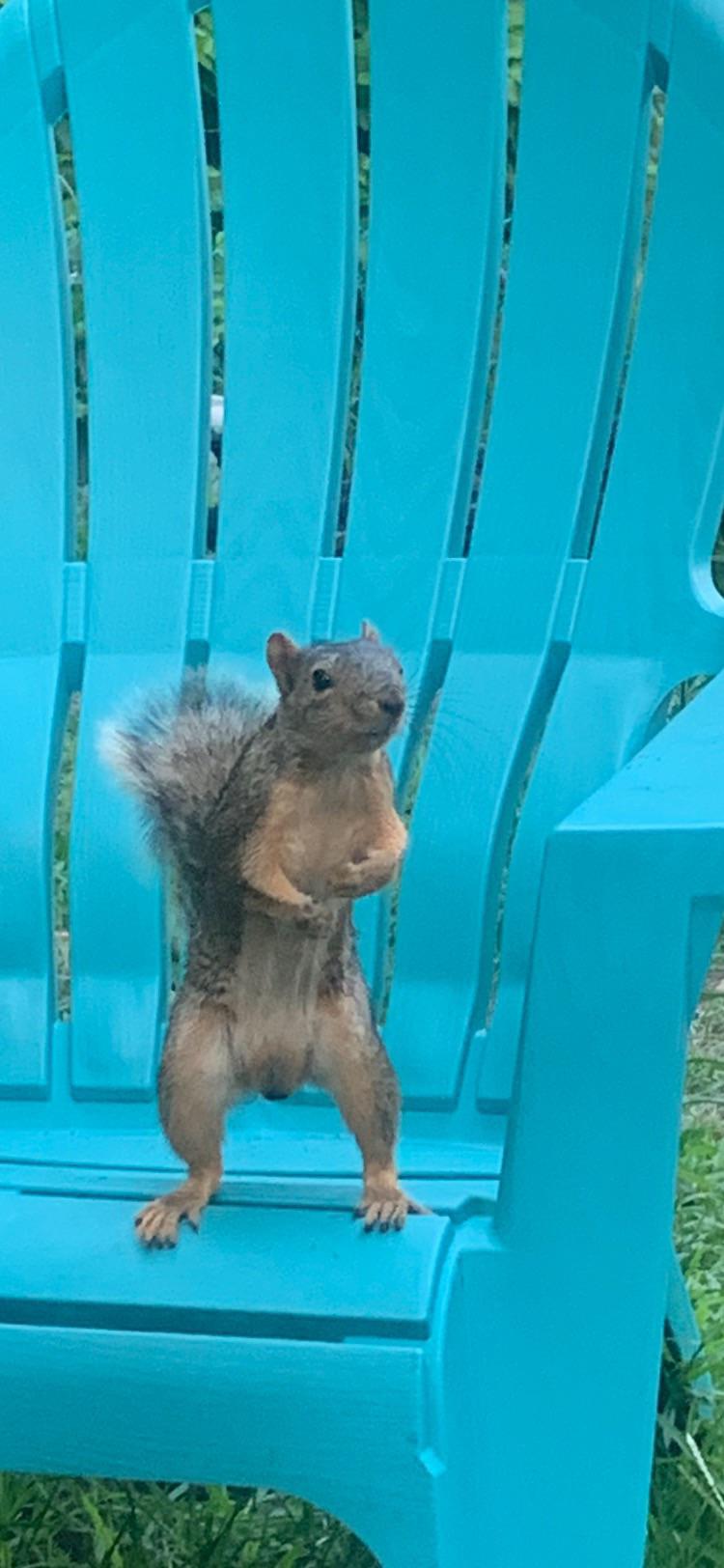 Carl has taken a liking to the Adirondack chairs r/squirrels