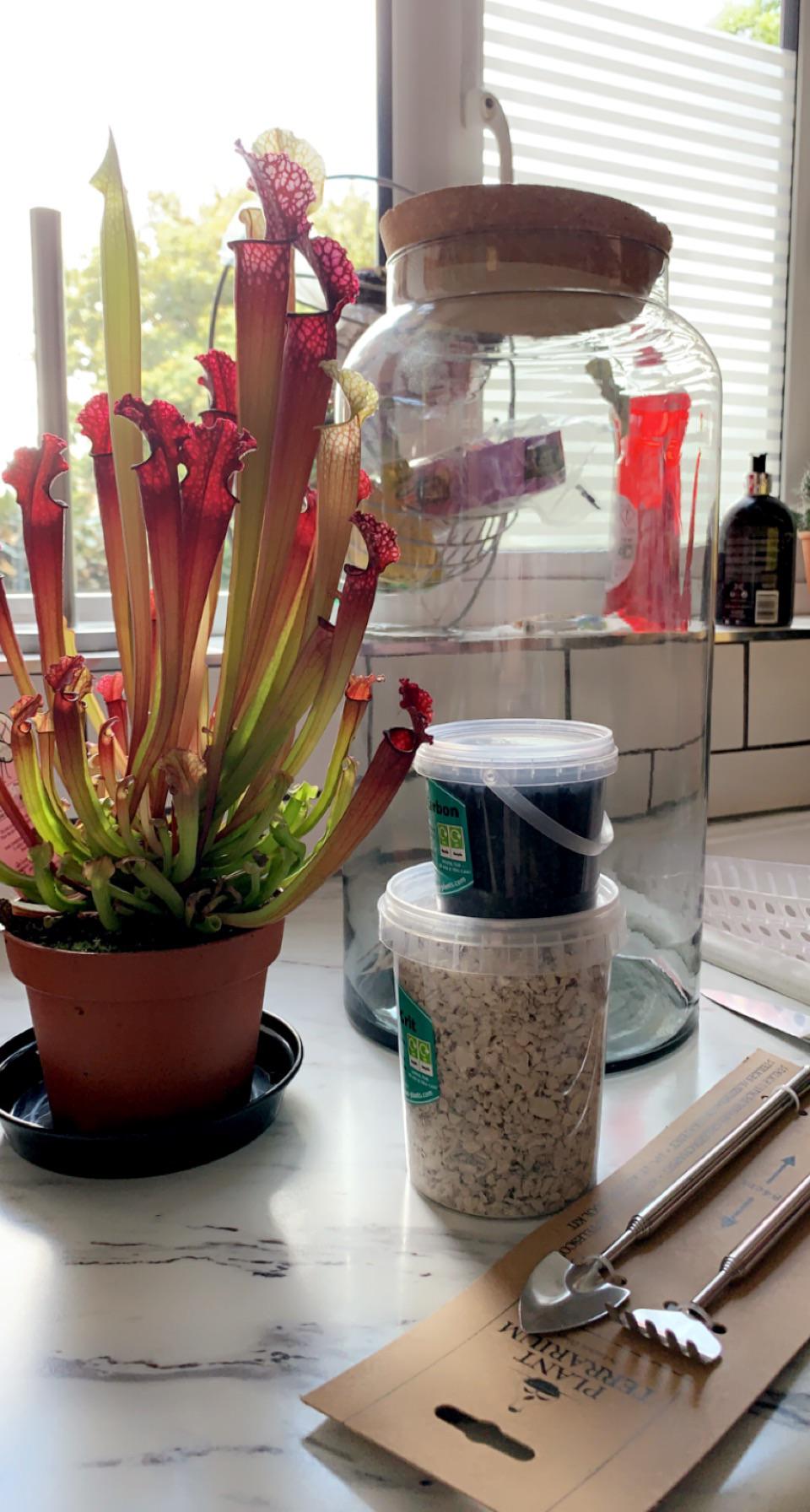 Hi all! I've very impulsively bought myself a pitcher plant