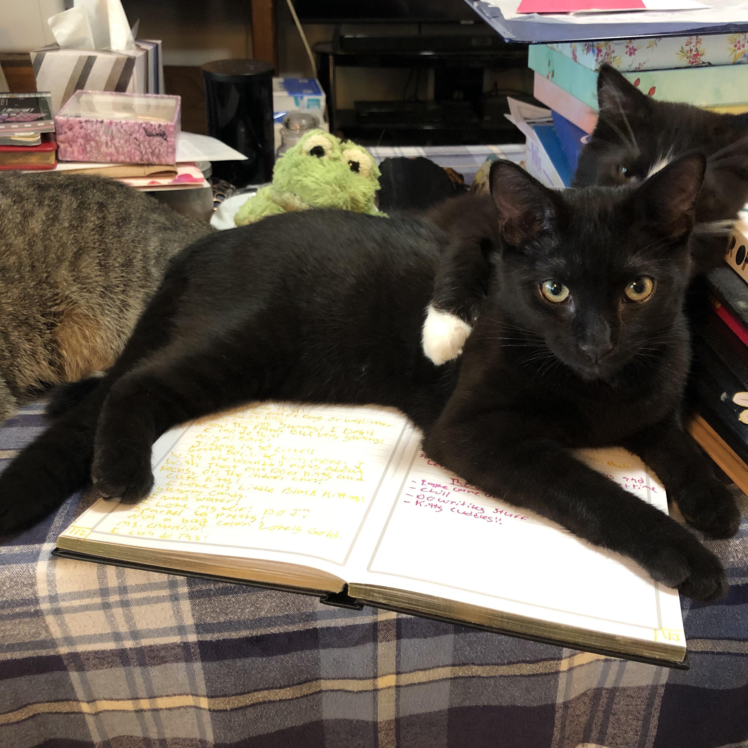 My kittens helping me write by making me take a break. cats