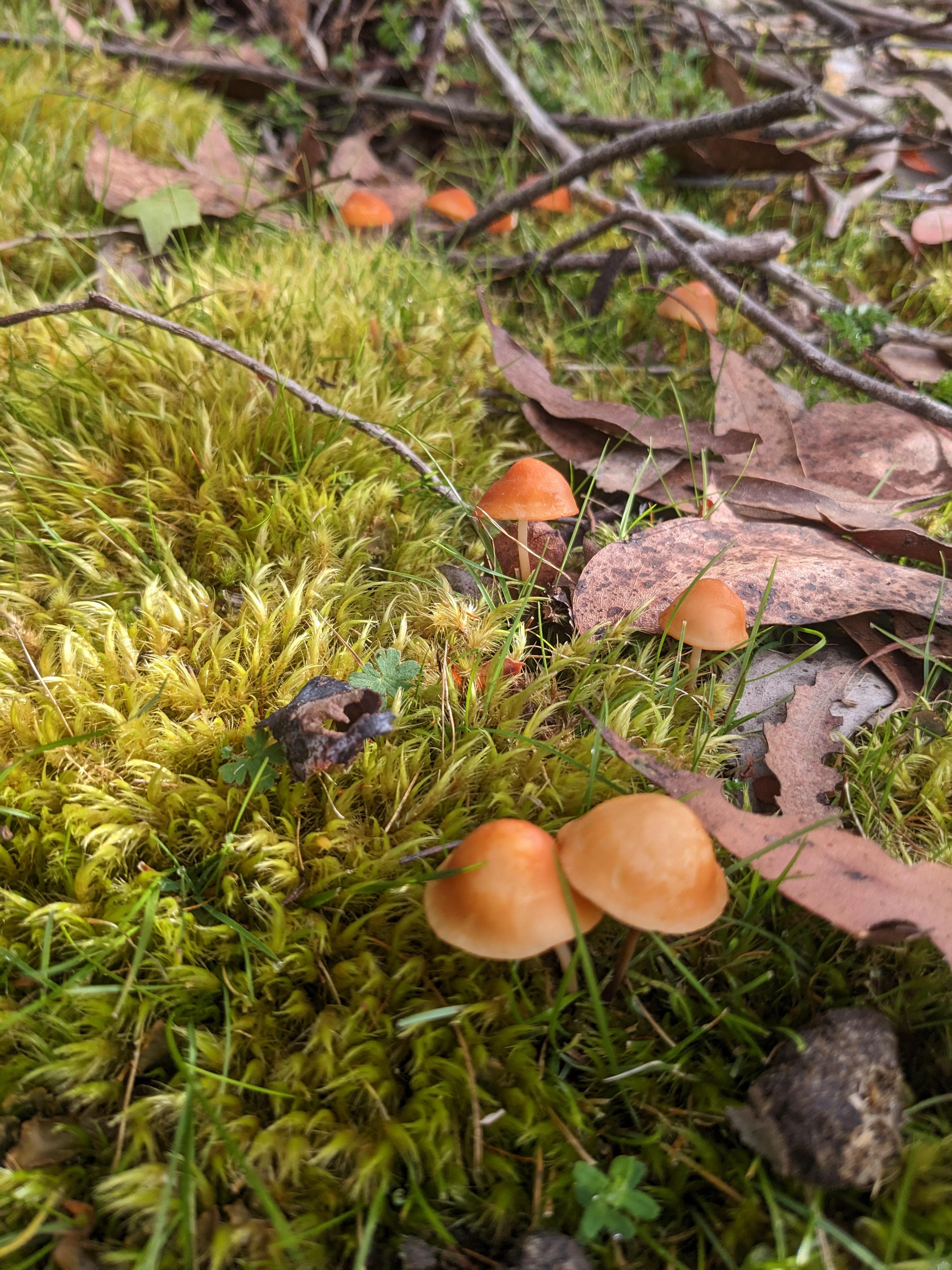 Never thought I'd find myself appreciating fungi, but these things