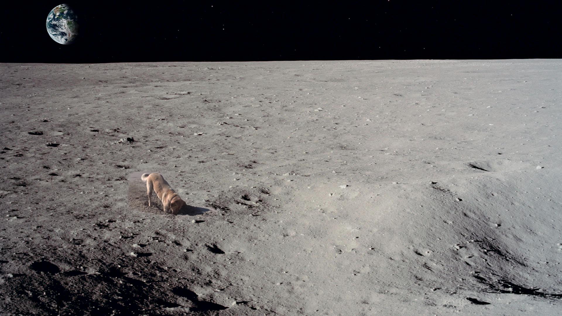 Dog on Moon Wallpaper [1920 x 1080] r/wallpapers