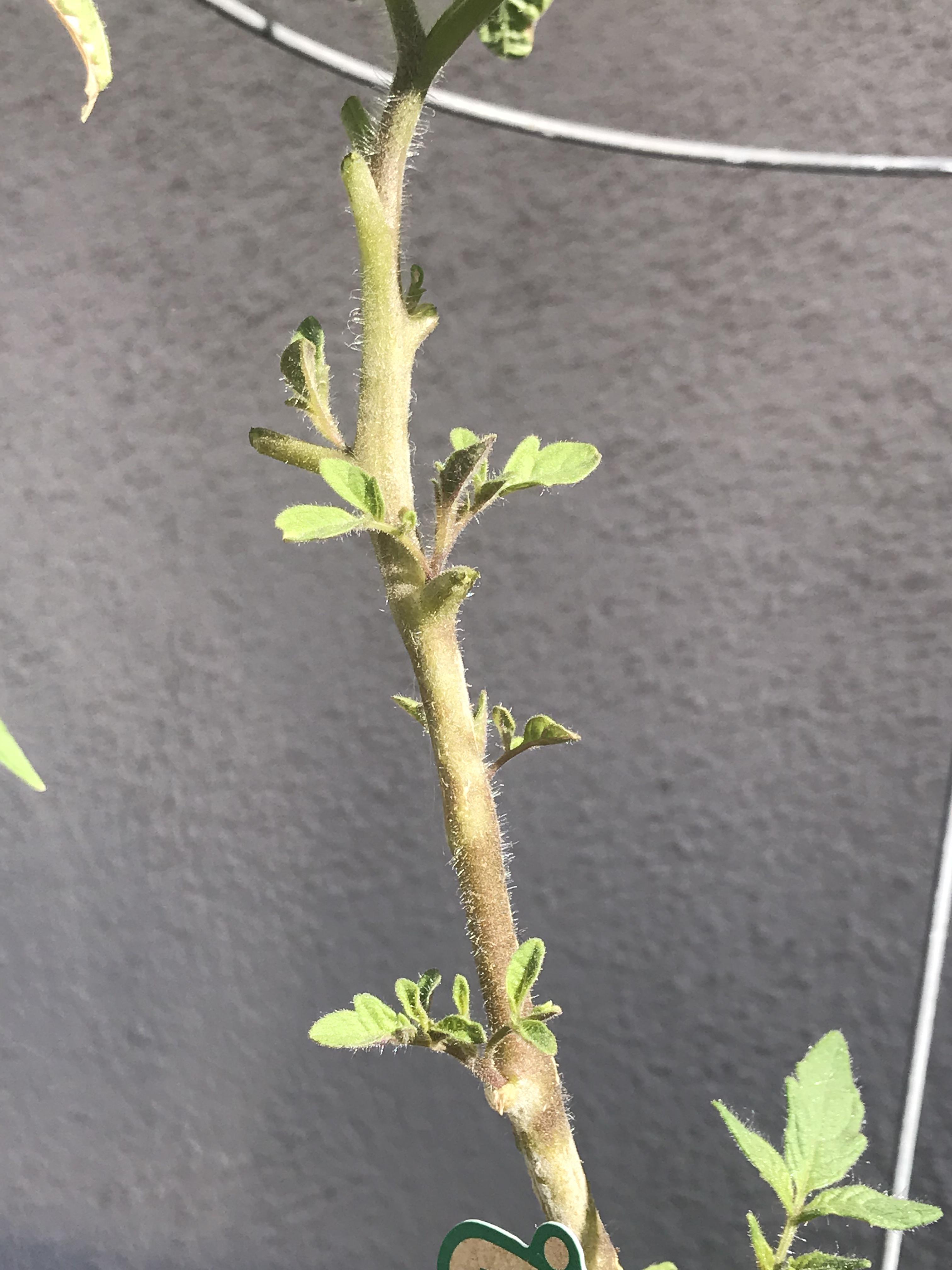I bought a tomato plant from Home Depot. The existing leaves quickly