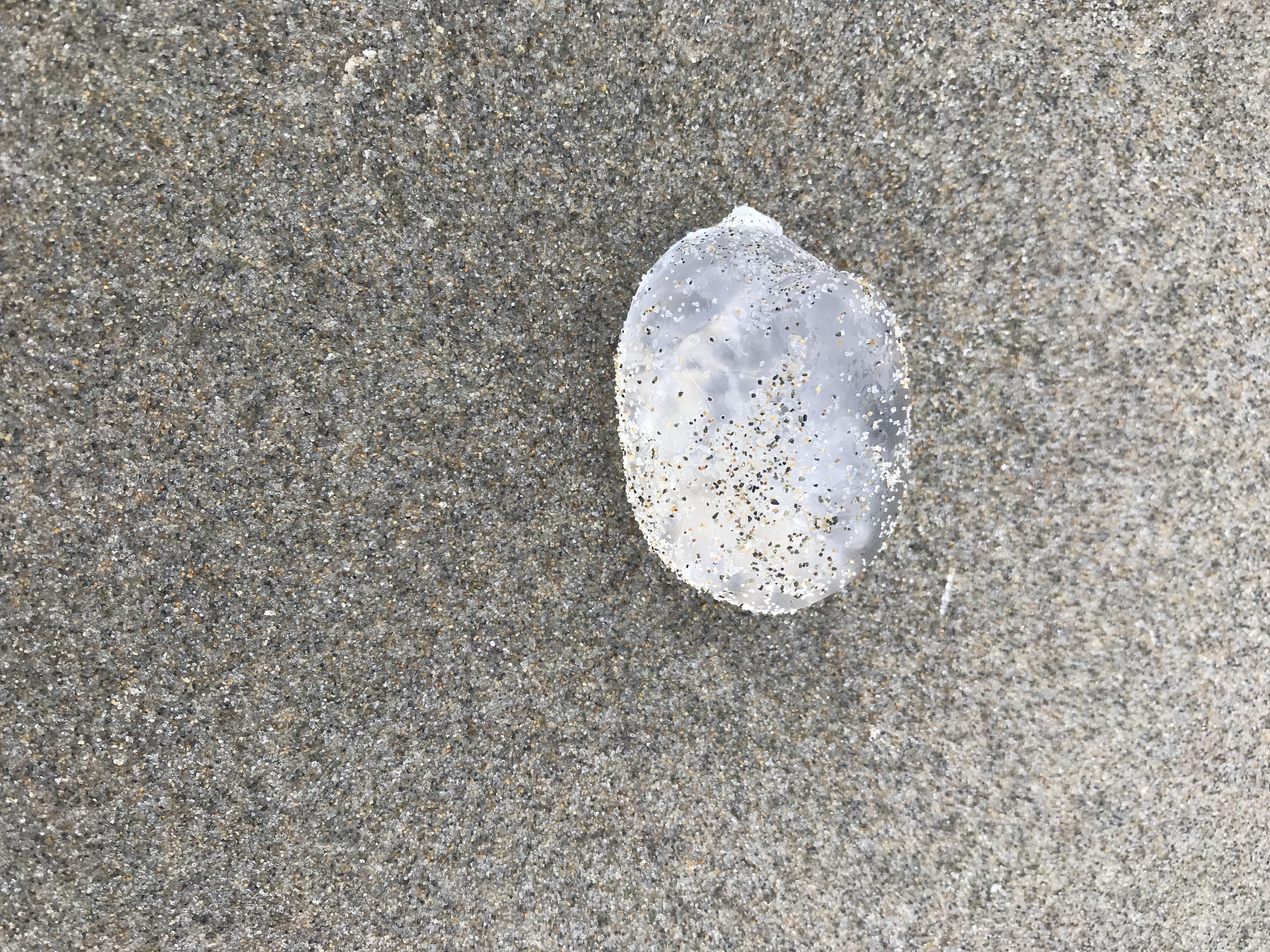 Gelatinous clear thing found on an Oregon beach. Wasn’t full of liquid