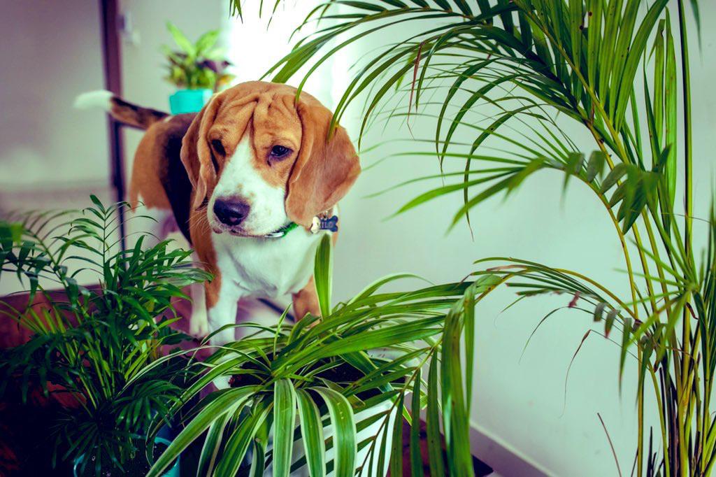 Milo has decided to take over the stage today and pose for our lovely