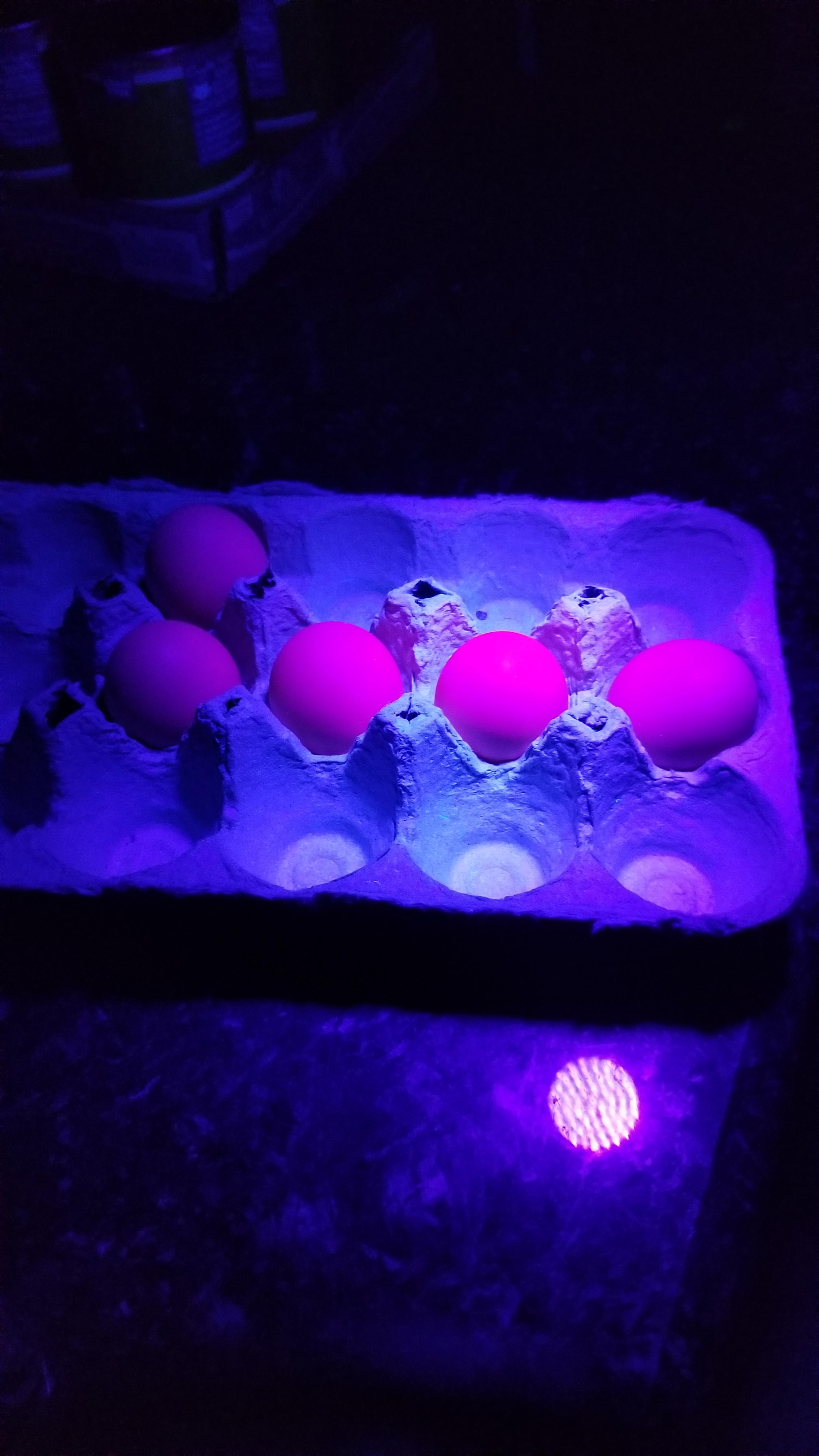 My chicken's brown eggs turn bright pink under black light chickens