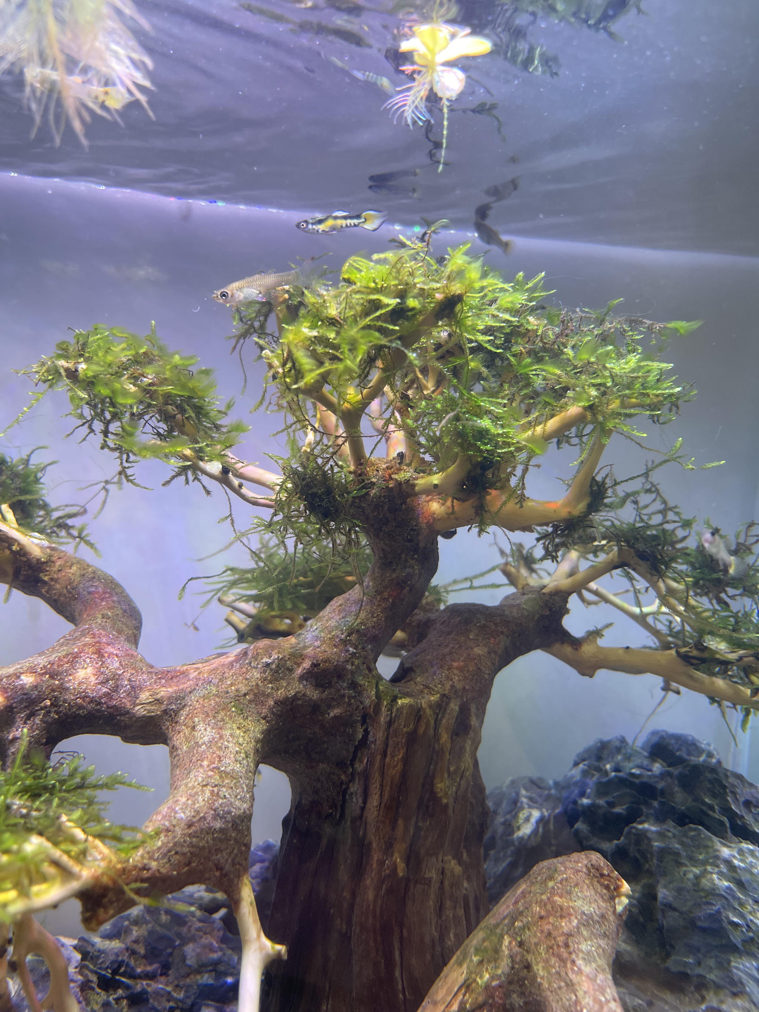 How to remove hair algae on moss r/PlantedTank