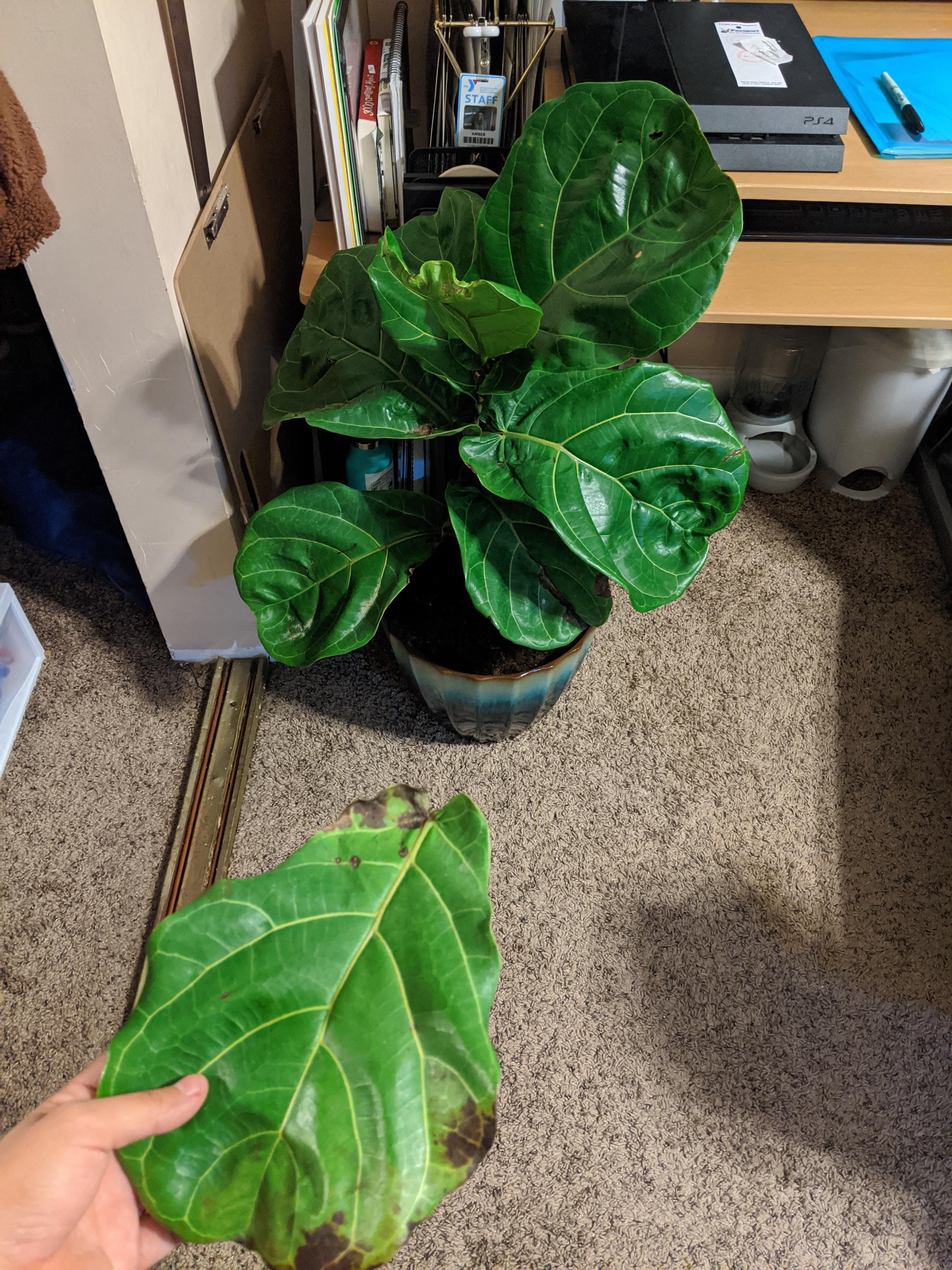 Anyone looking to adopt a cat? This is the 5th leaf lost 😡 r/houseplants