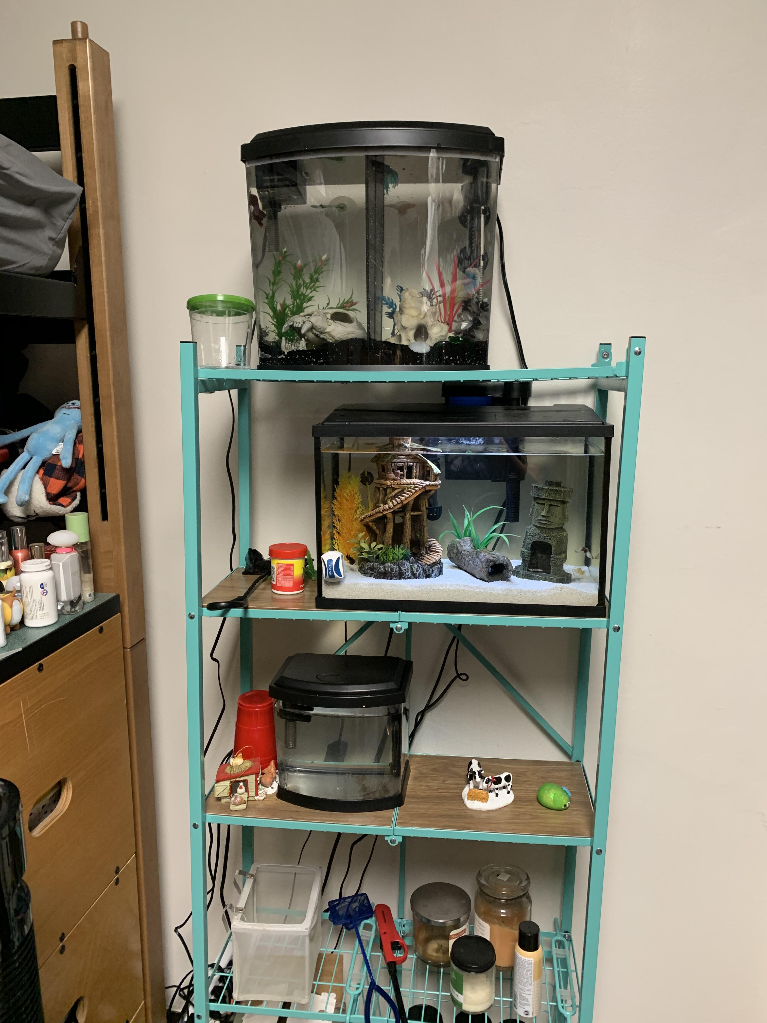 My roommate and I made a fish apartment r/Aquariums