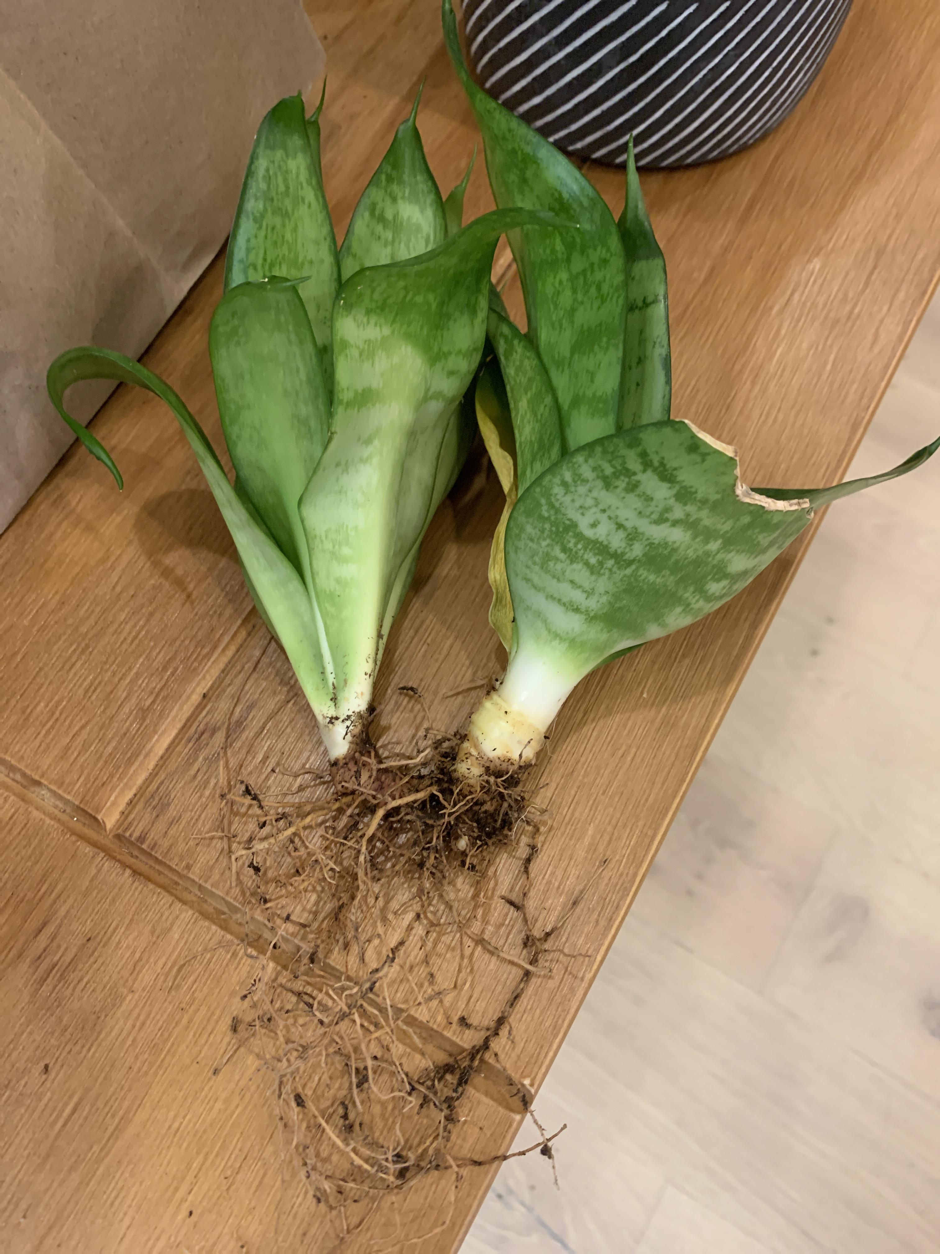 What kind of plant is this and can I cut the root into two different
